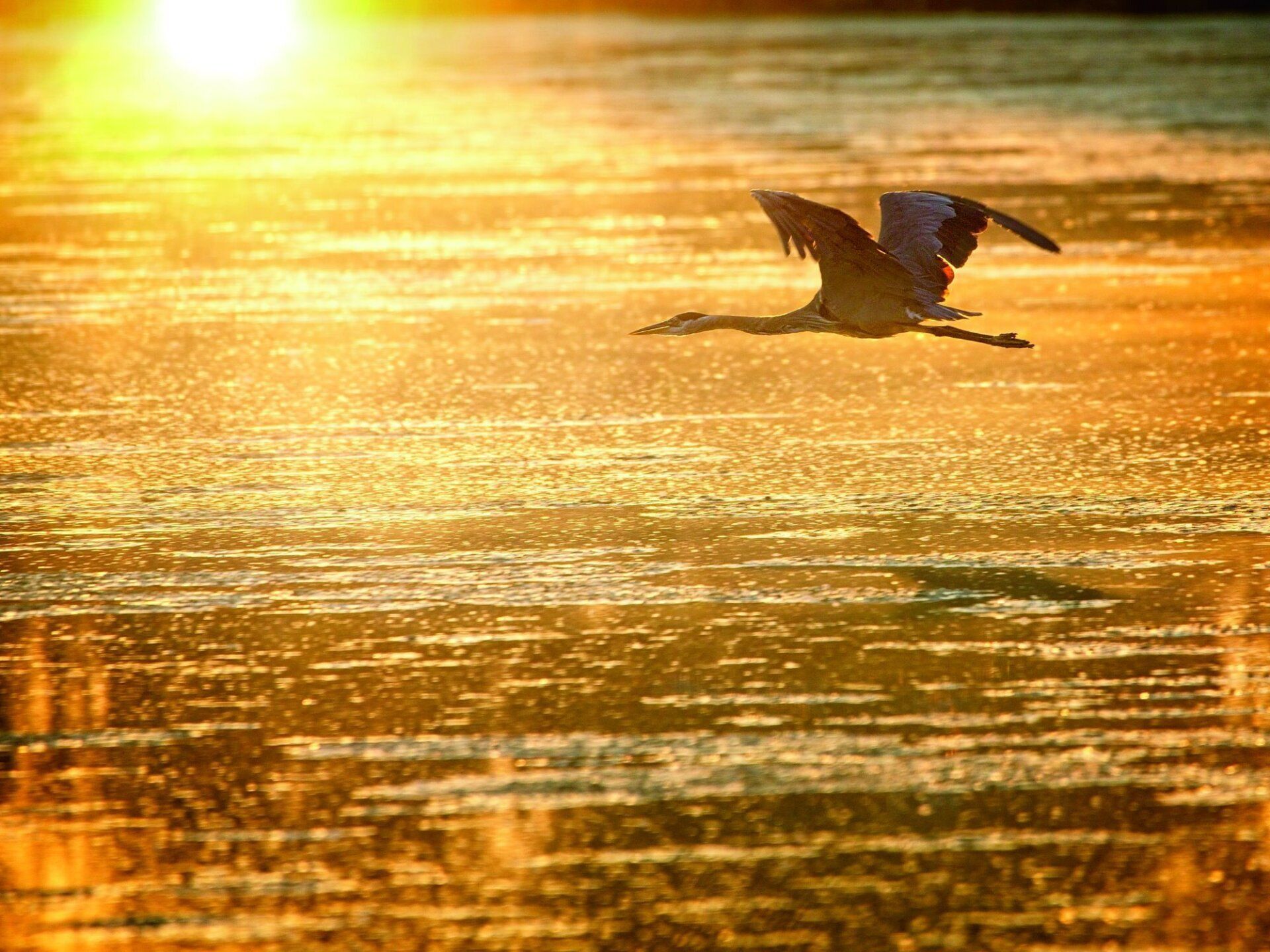 Un oiseau survole un plan d'eau au coucher du soleil.