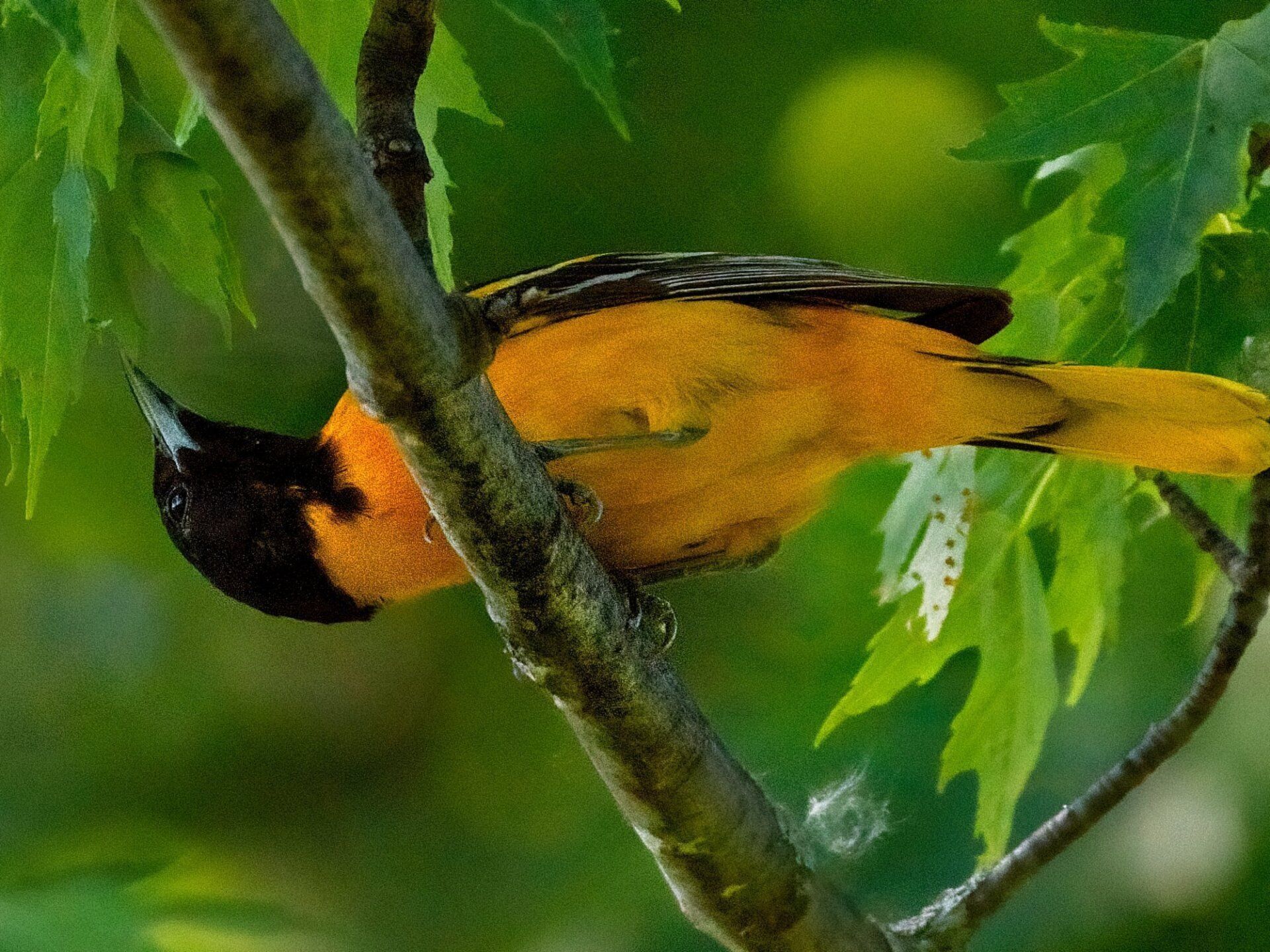 Un oiseau jaune et noir perché sur une branche d'arbre