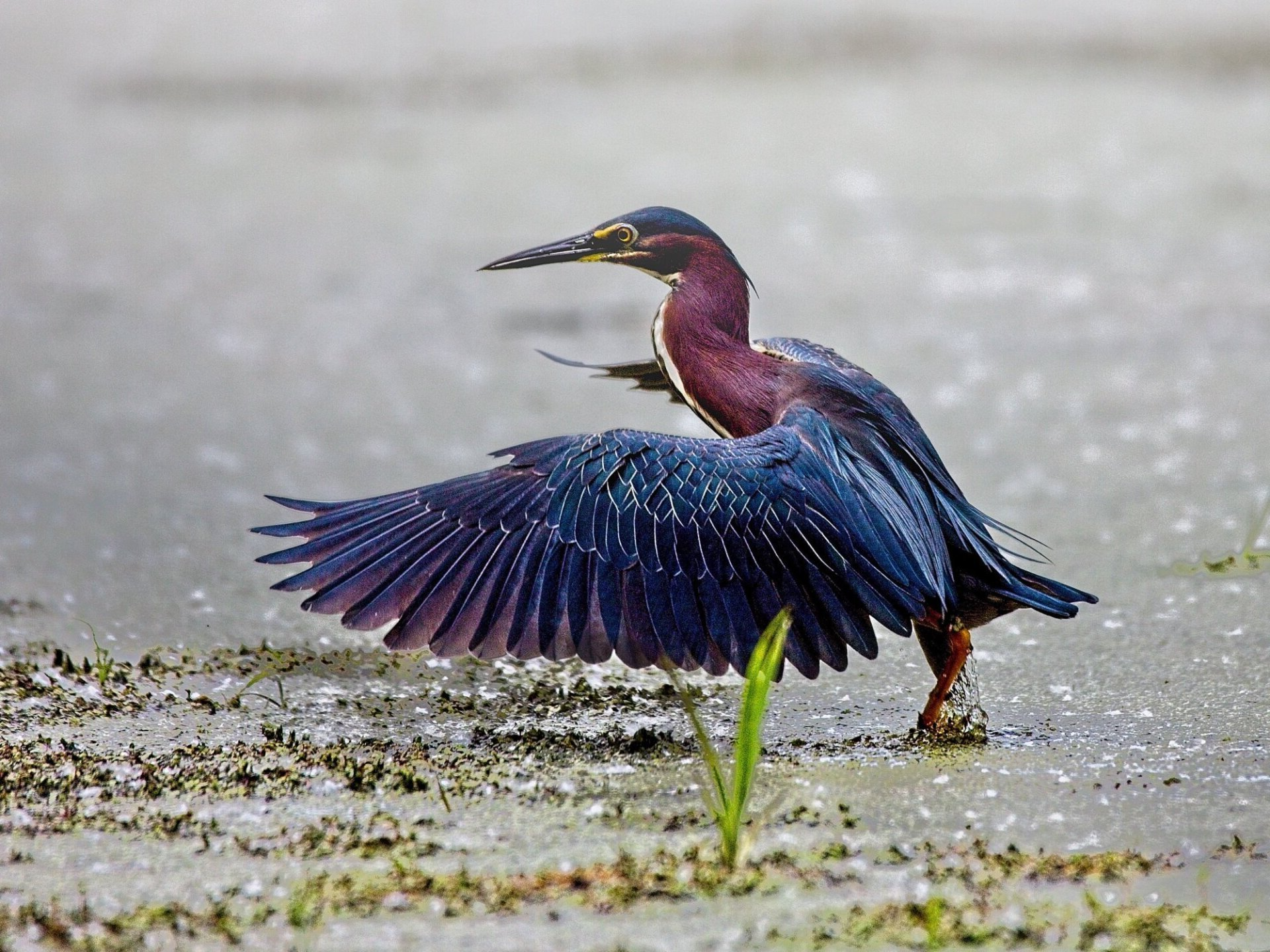 Un oiseau se tient dans l'eau, les ailes déployées.