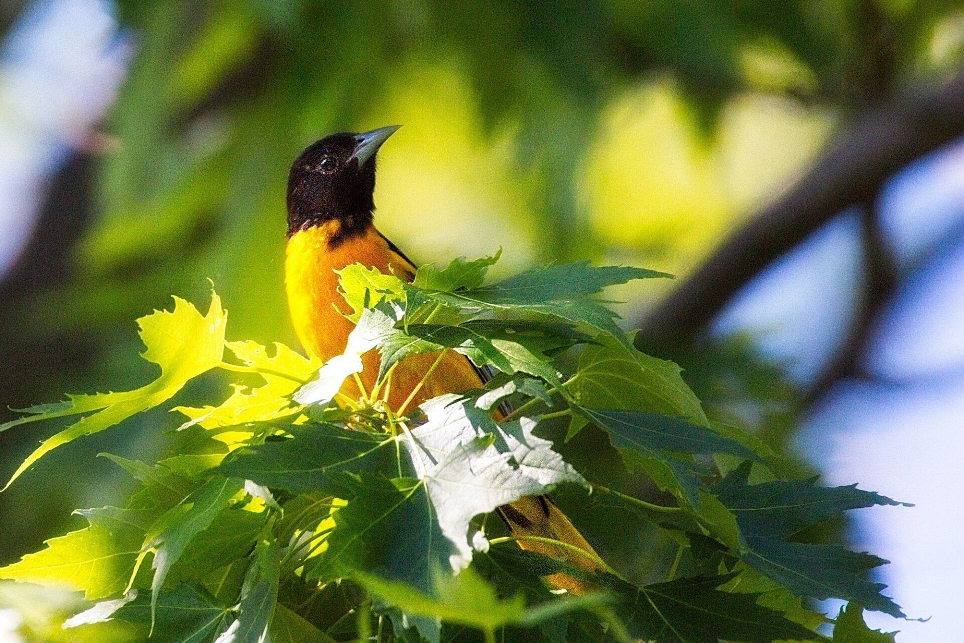 Un oiseau perché sur une branche d'arbre avec des feuilles