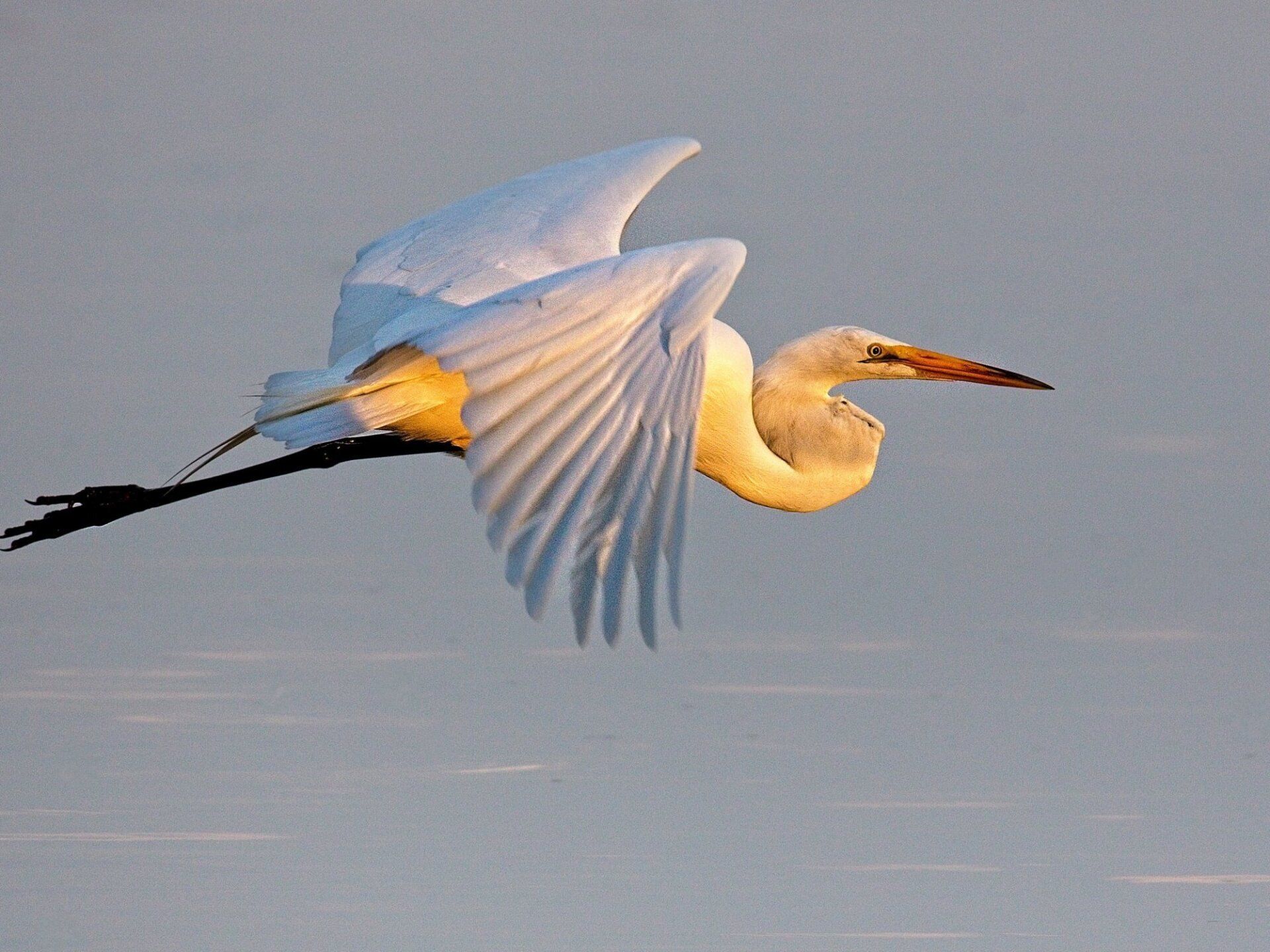 Un oiseau blanc avec un long bec vole dans le ciel
