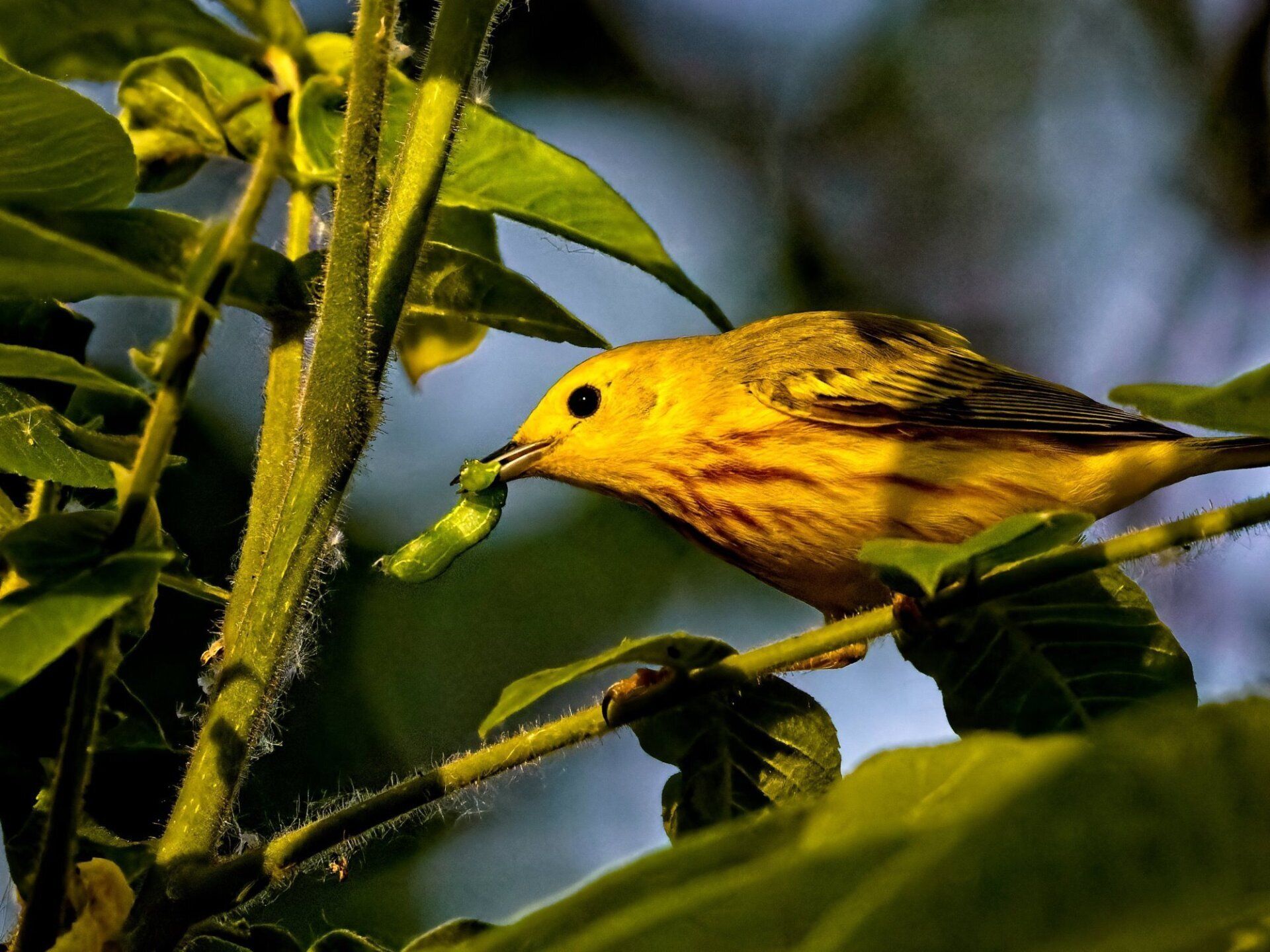 Un petit oiseau jaune perché sur une branche d'arbre