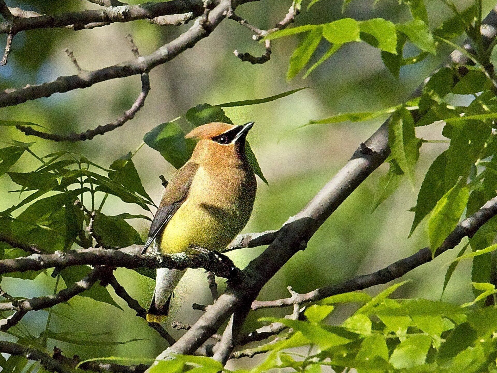 Un petit oiseau brun et jaune perché sur une branche d'arbre