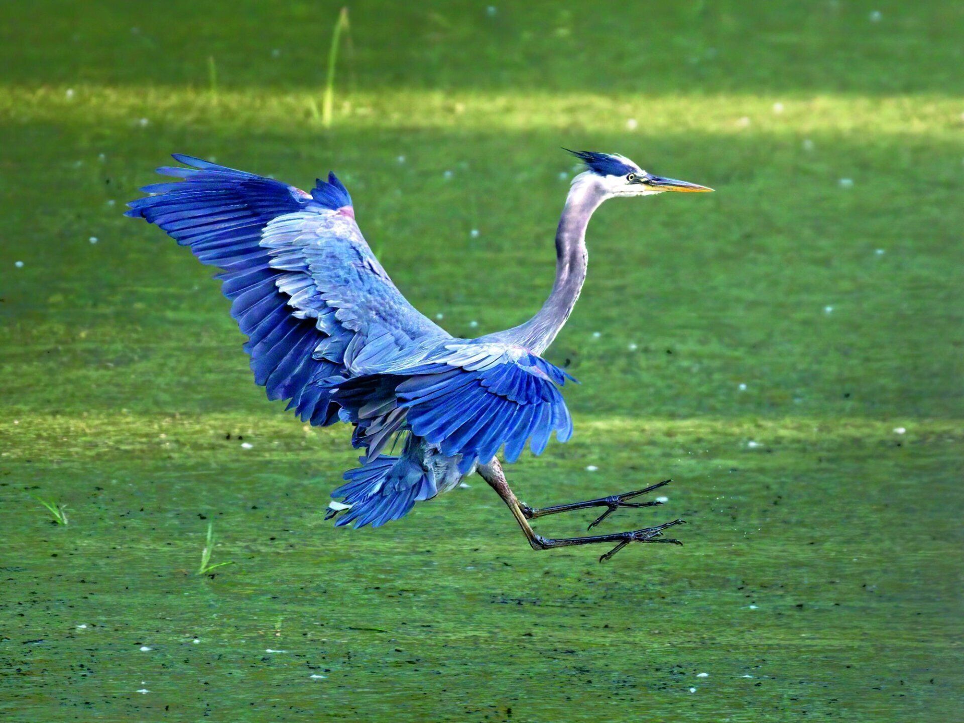 Un oiseau aux ailes bleues se tient dans l'eau