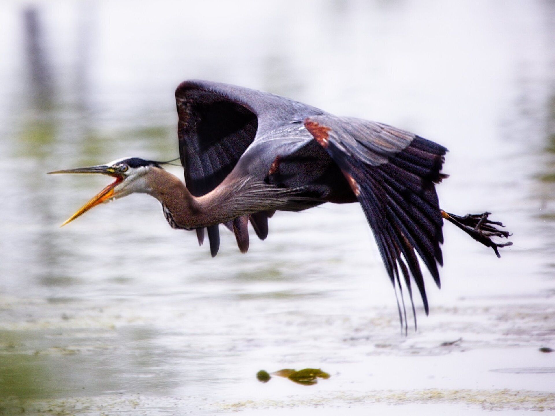 Un oiseau avec un long bec survole un plan d'eau