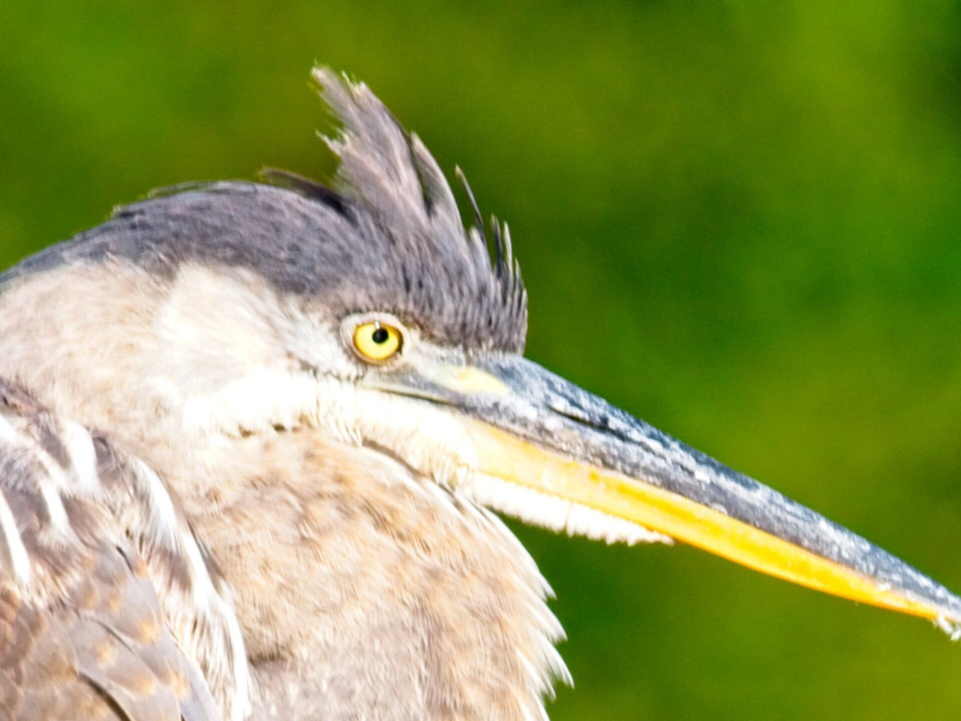 Un gros plan d'un oiseau avec un long bec