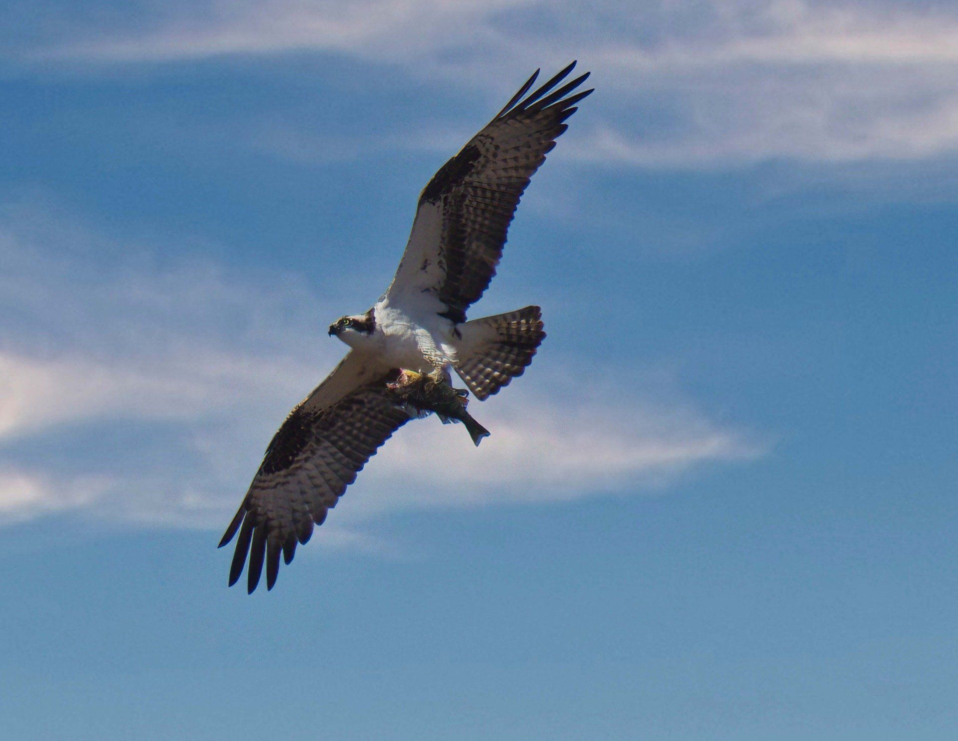 Un oiseau vole dans le ciel avec un poisson dans le bec