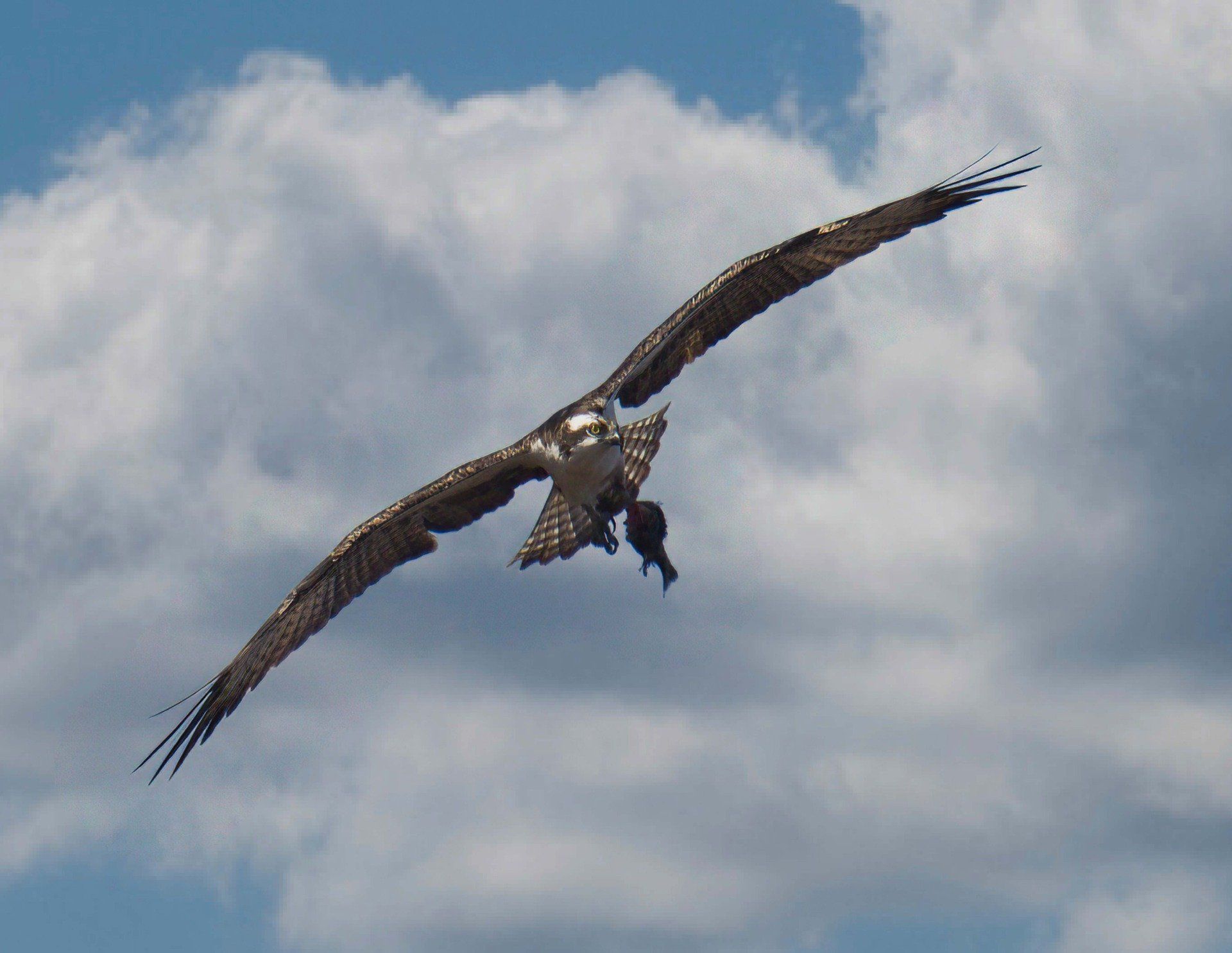 Un oiseau vole dans le ciel avec un poisson dans le bec