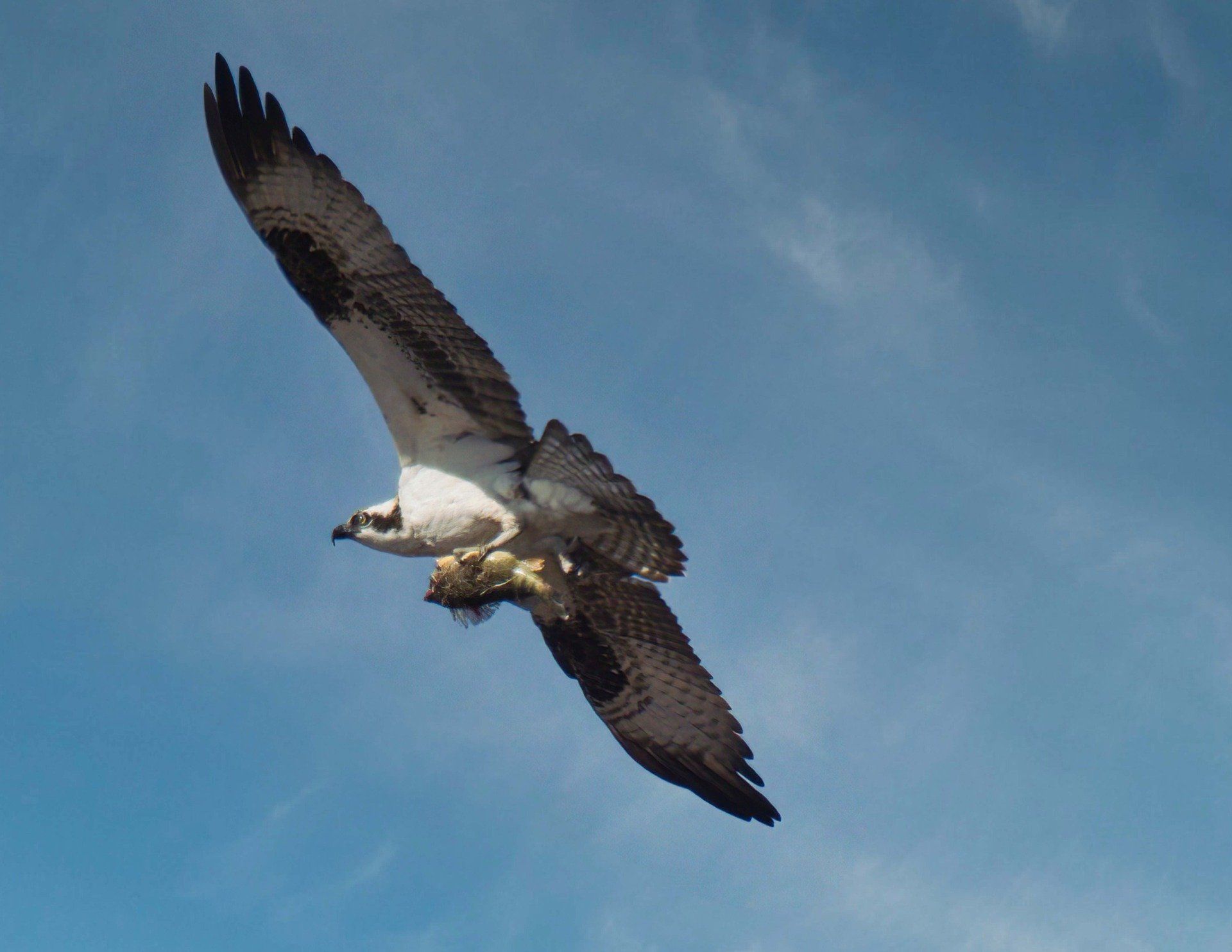 Un oiseau vole dans le ciel avec un poisson dans le bec