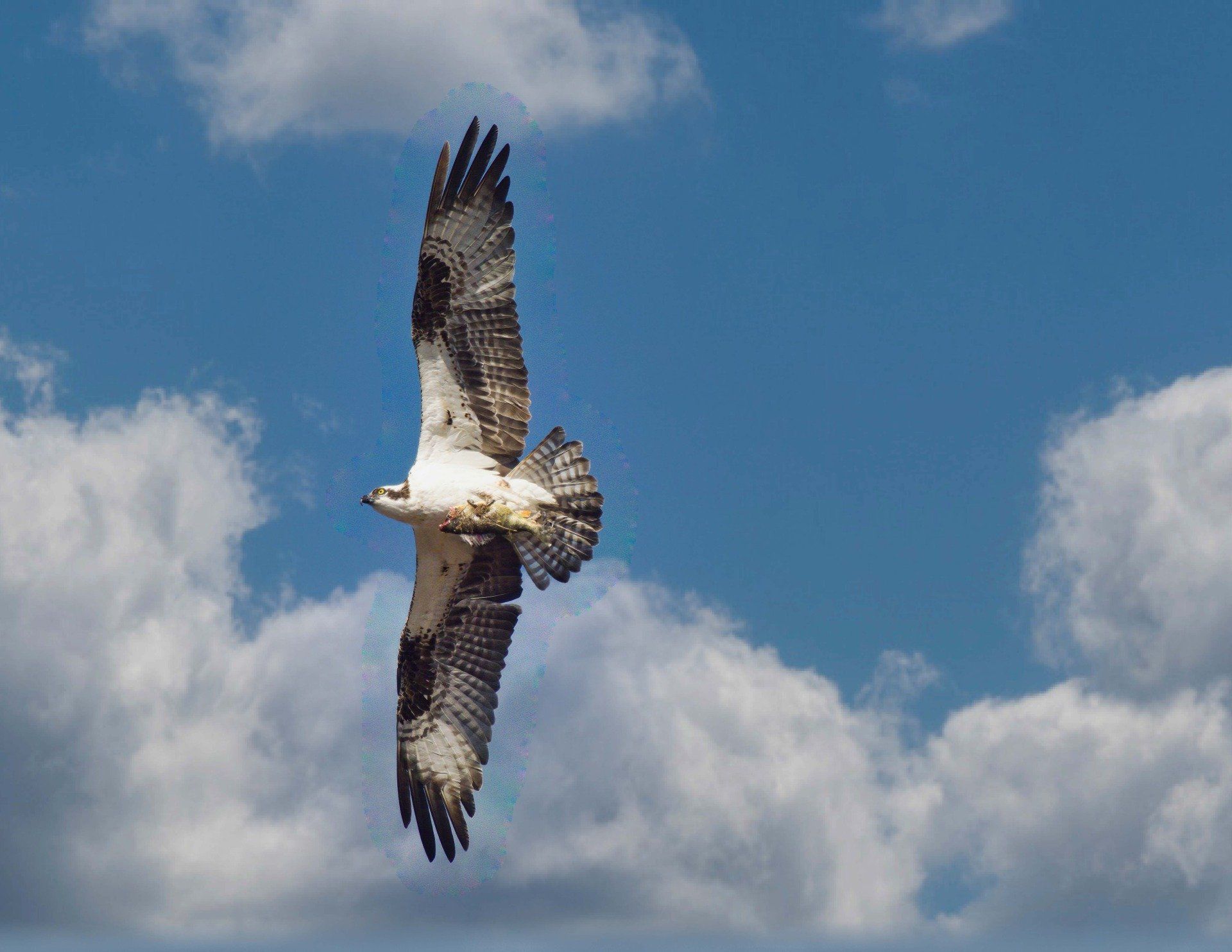 Un oiseau vole dans un ciel bleu nuageux