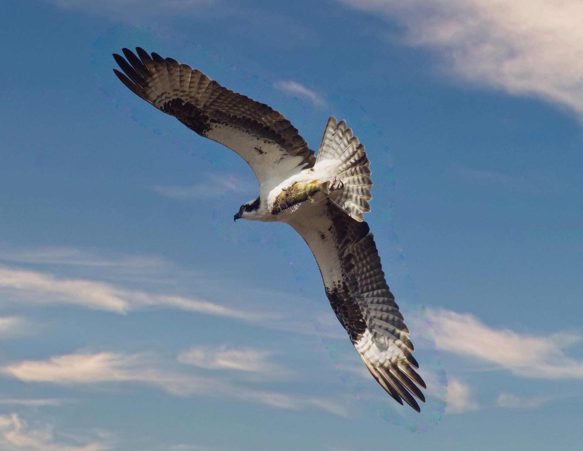 Un oiseau vole dans le ciel avec ses ailes déployées.