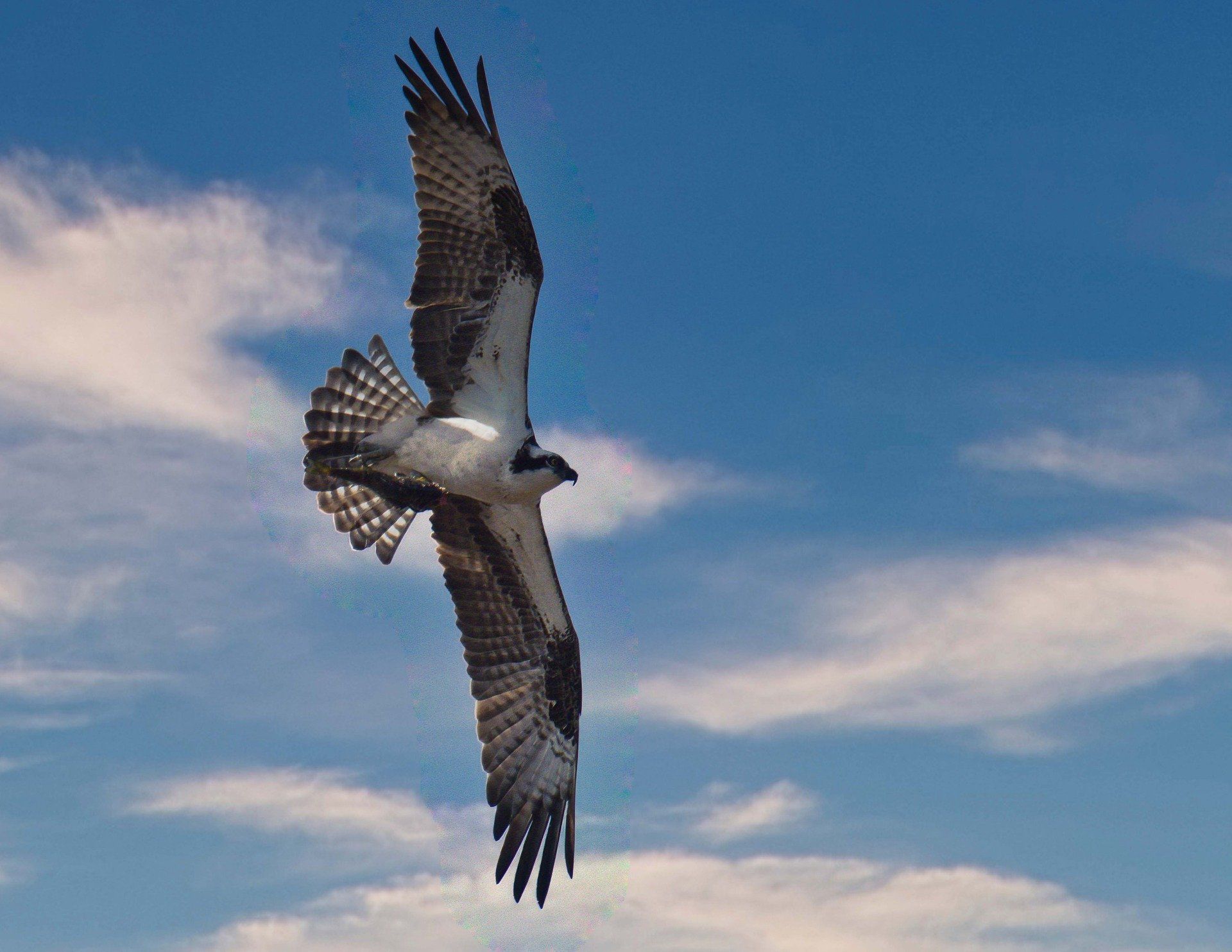 Un balbuzard pêcheur vole dans un ciel bleu nuageux.