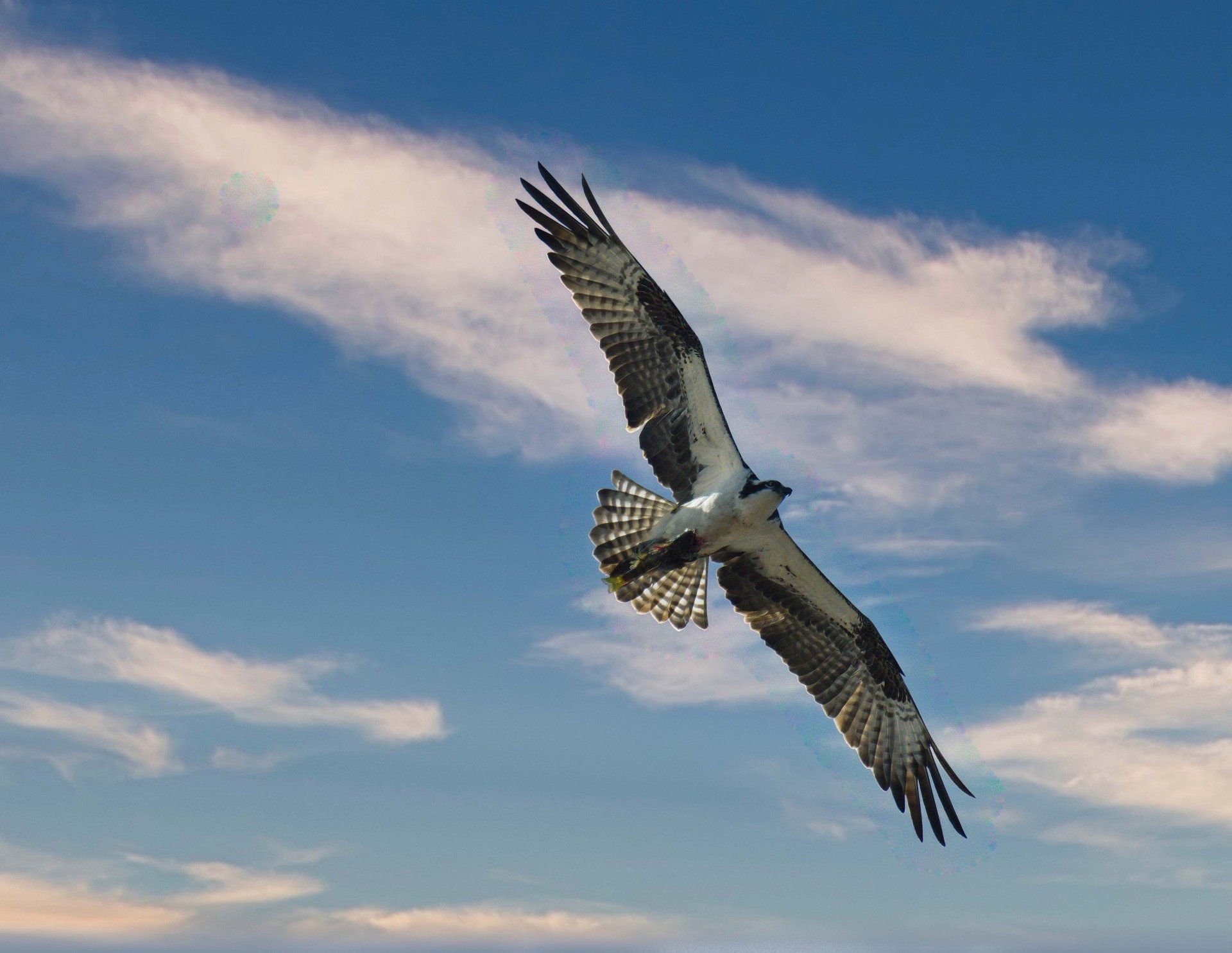 Un oiseau vole dans un ciel bleu nuageux