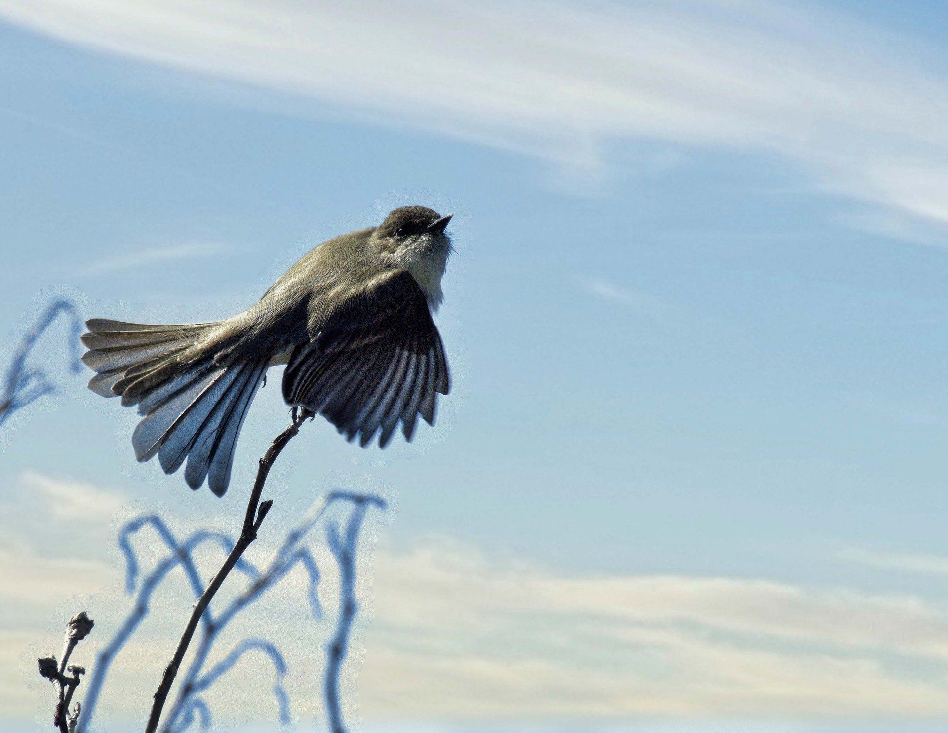 Un petit oiseau est perché sur une branche, les ailes déployées.