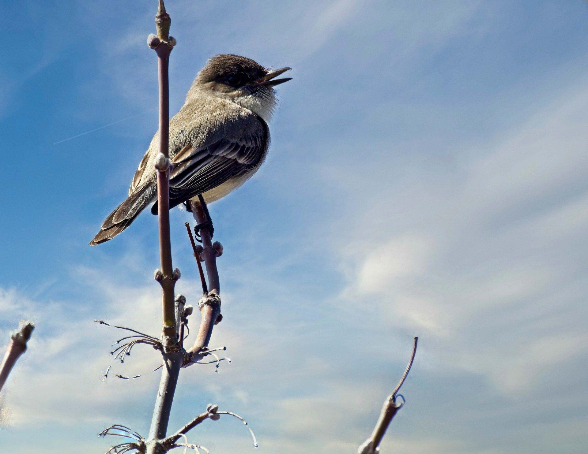 Un petit oiseau perché sur une branche avec le bec ouvert
