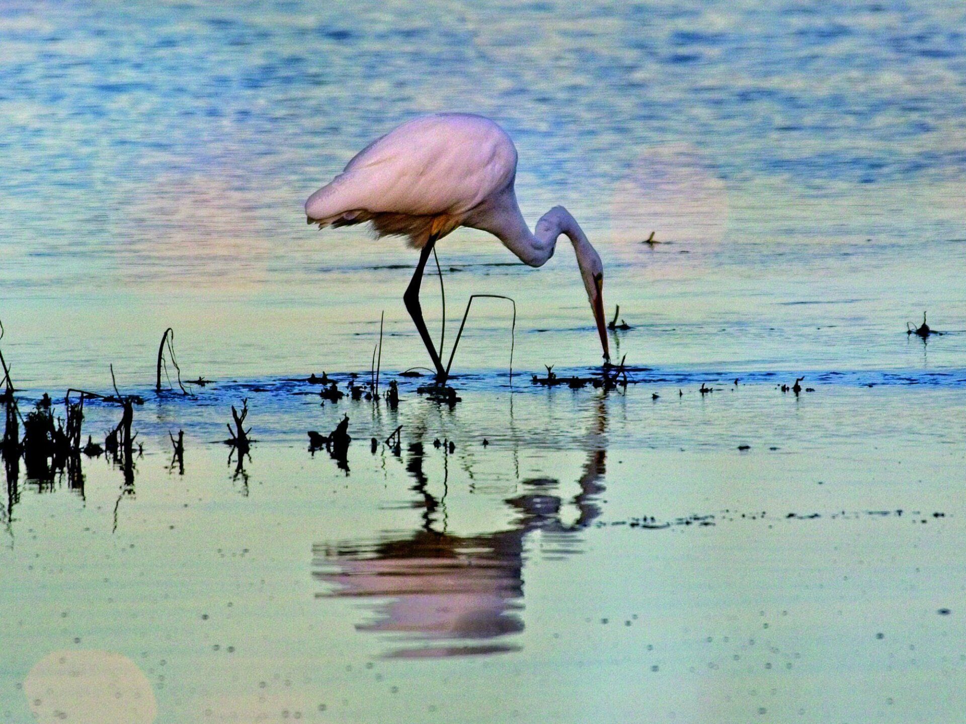 Un oiseau avec un long cou se tient dans l'eau
