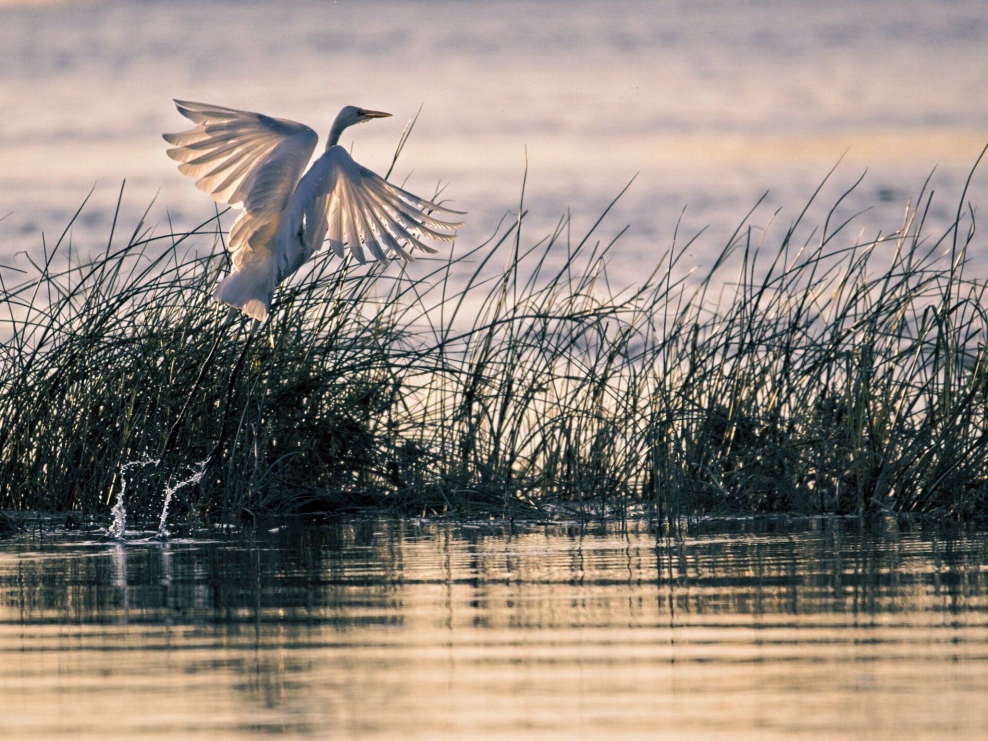 Un oiseau blanc survole un plan d'eau.