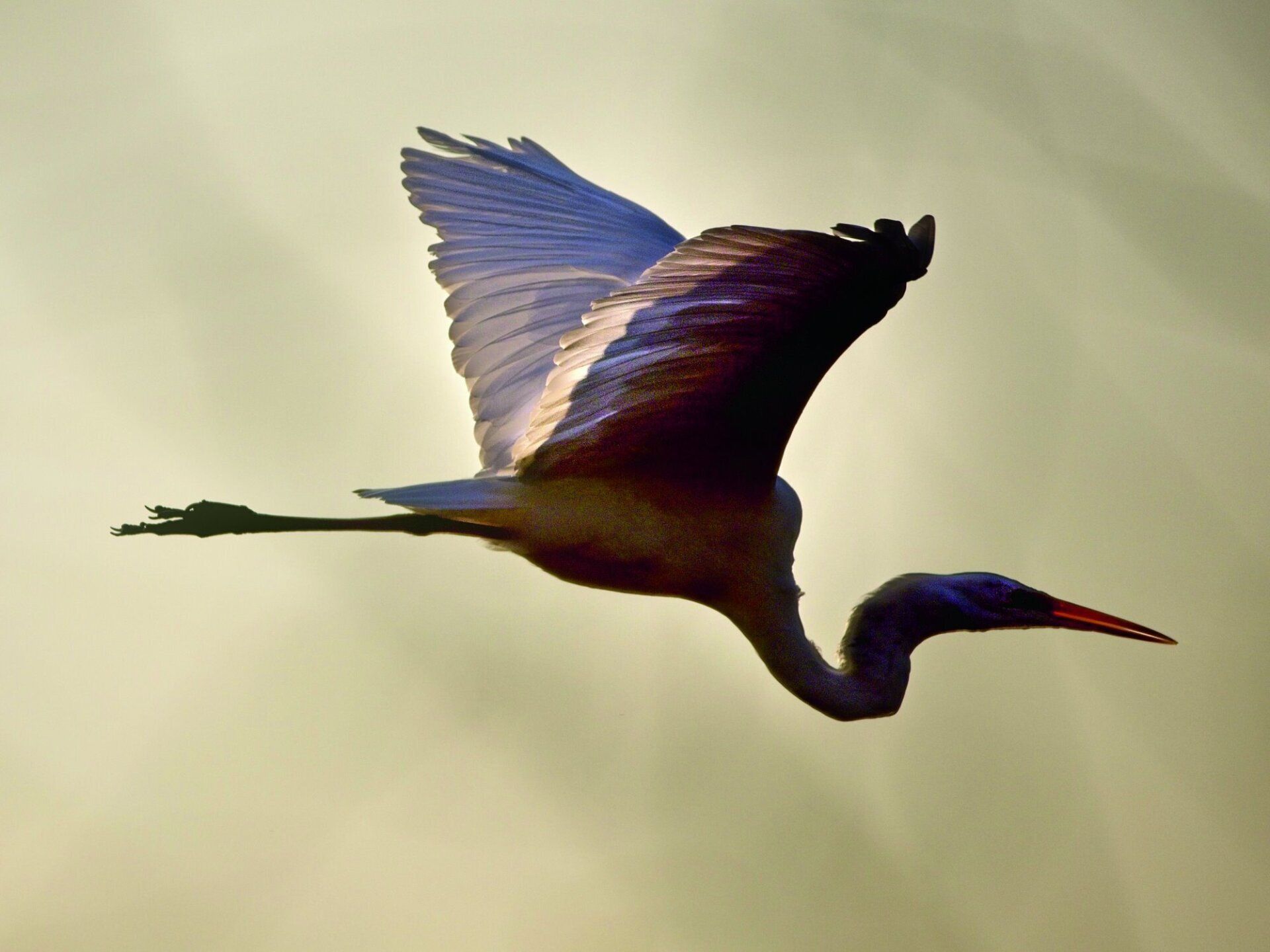 Un oiseau au long cou vole dans le ciel