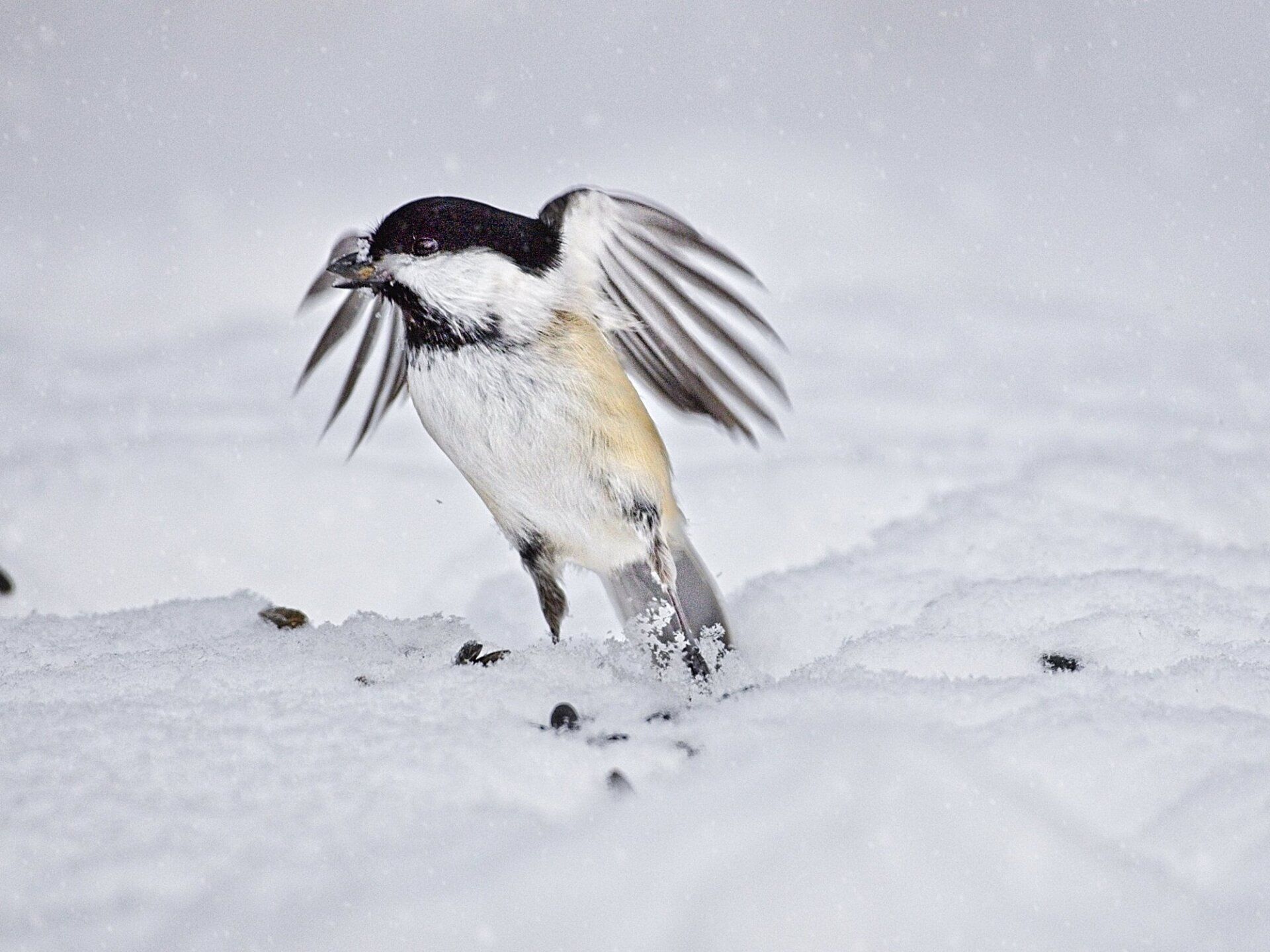 Un petit oiseau se tient dans la neige avec ses ailes déployées.