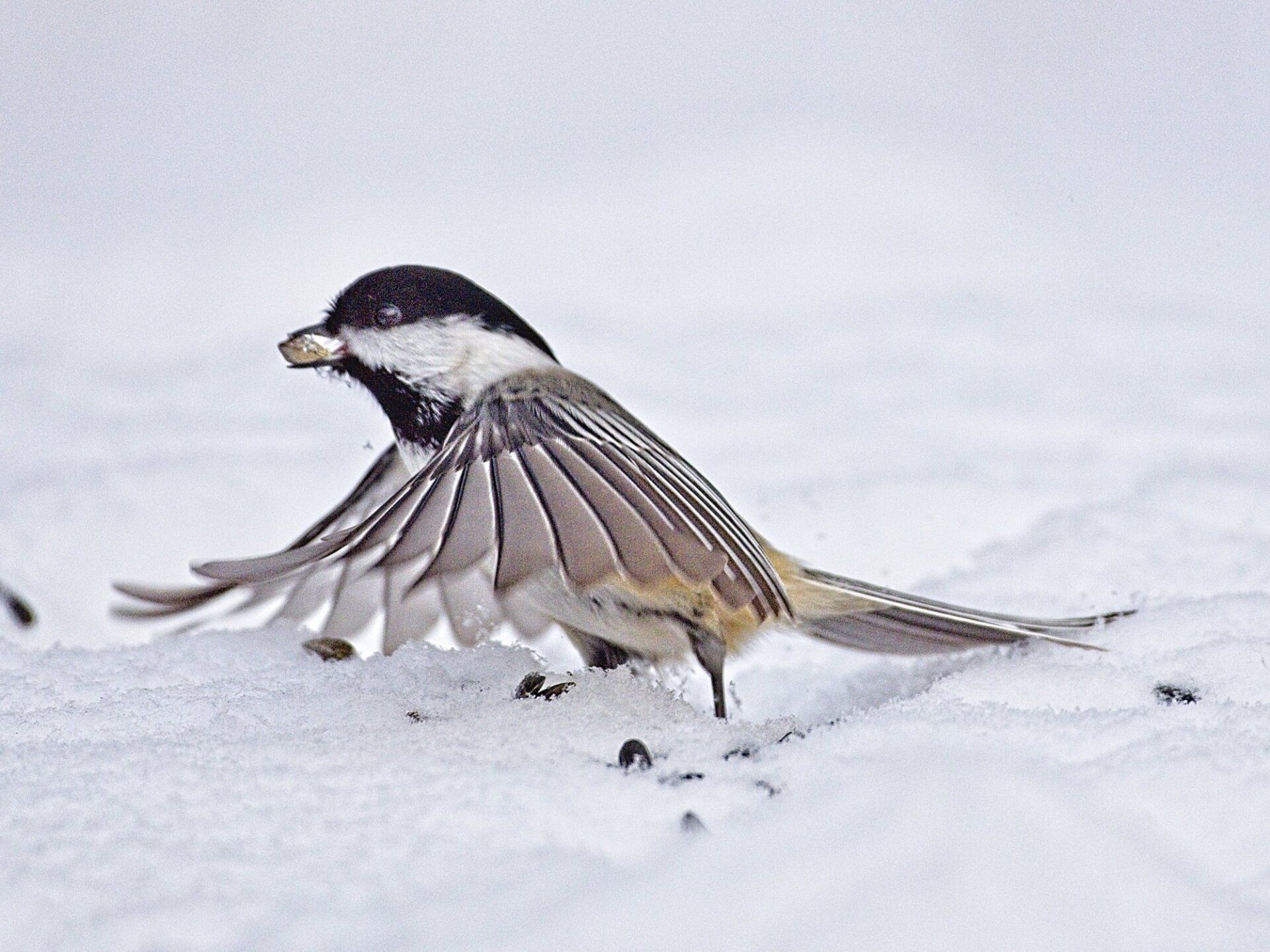 Un petit oiseau se tient dans la neige avec ses ailes déployées