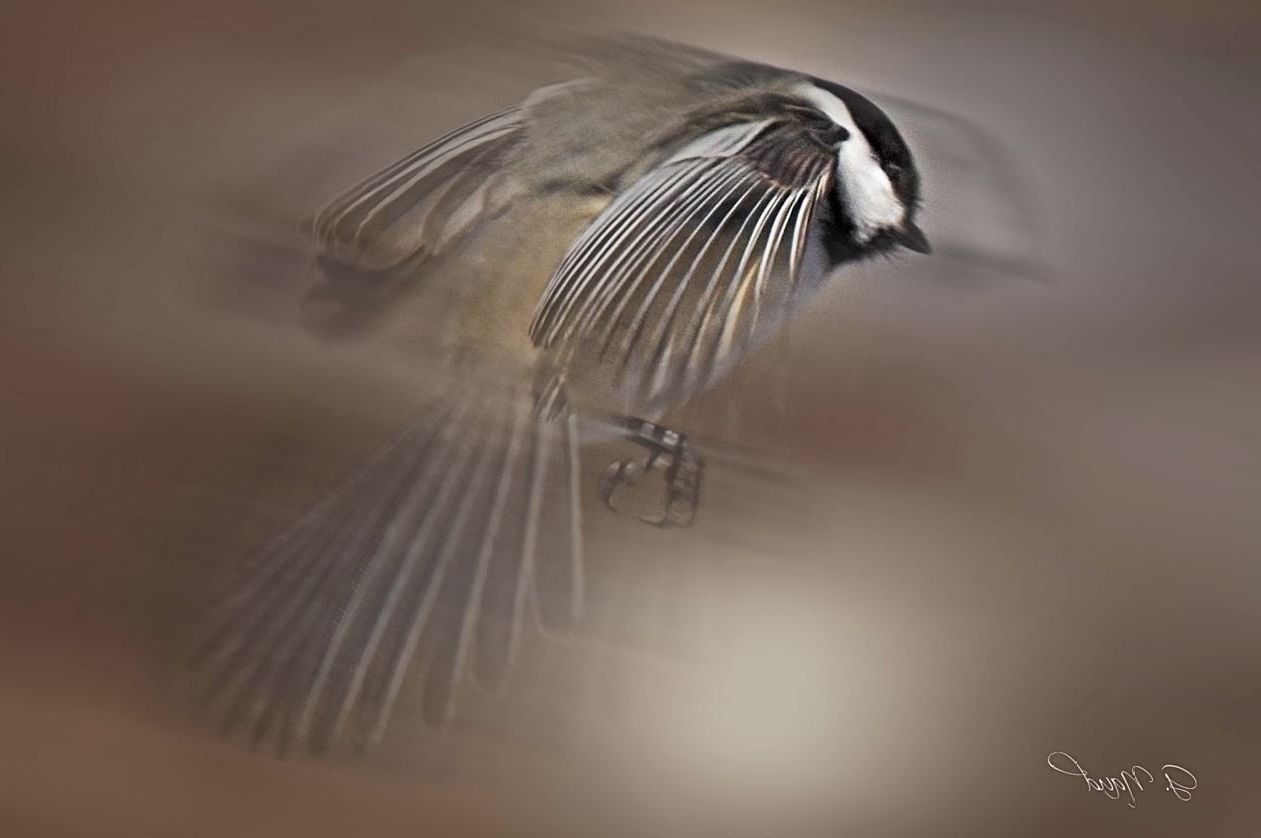 Un petit oiseau vole dans les airs avec ses ailes déployées.