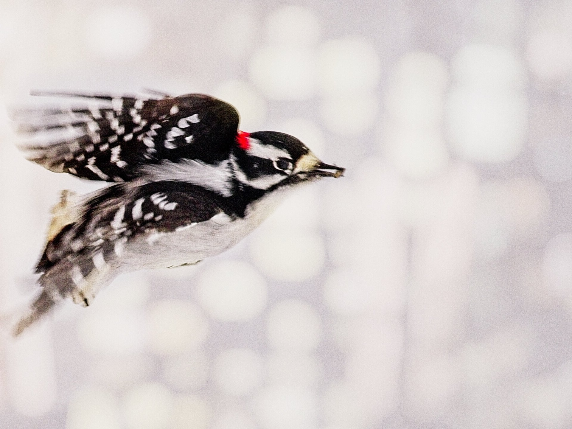Un petit oiseau au bec rouge vole dans les airs.