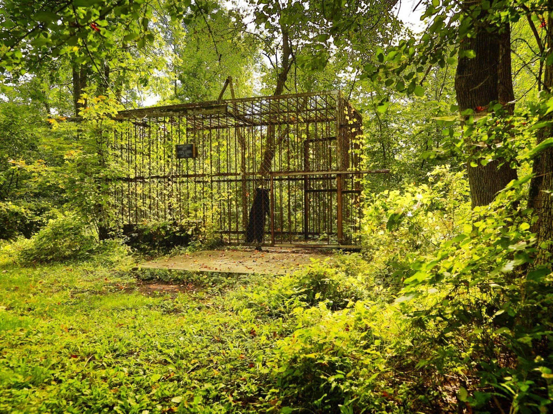 Une cage au milieu d'une forêt avec des arbres en arrière-plan.