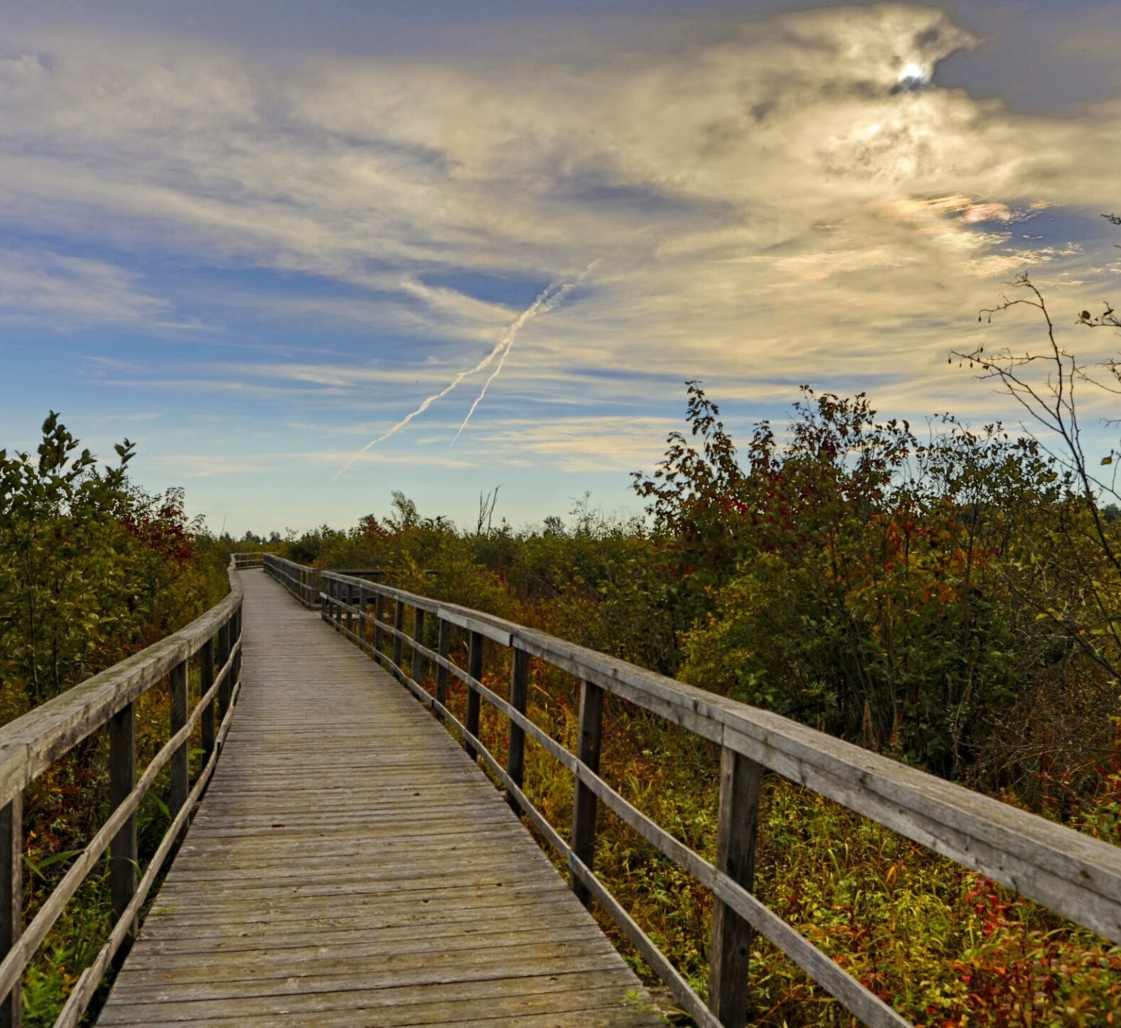 Une passerelle en bois traversant une forêt verdoyante