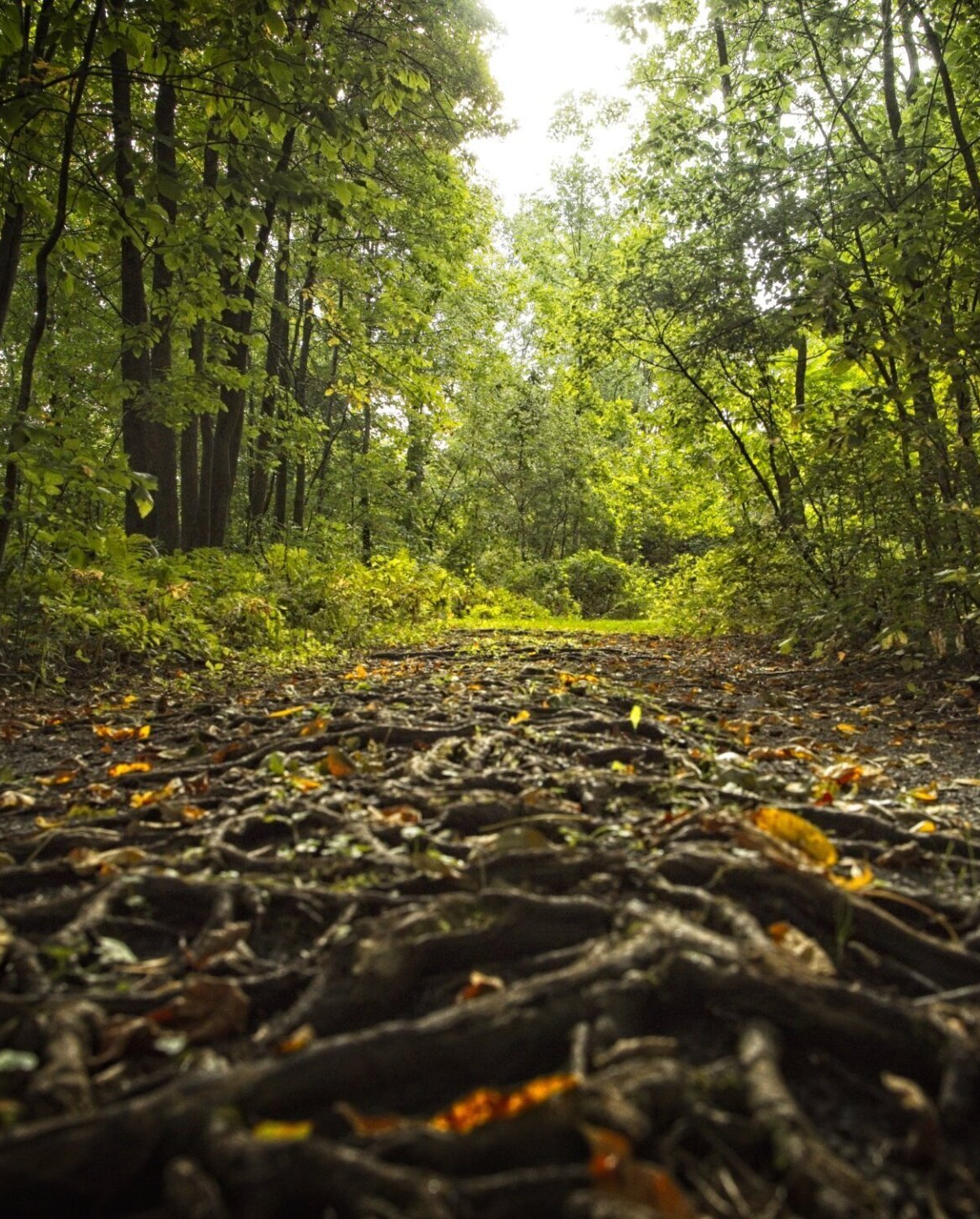 Un chemin dans les bois avec beaucoup de feuilles au sol