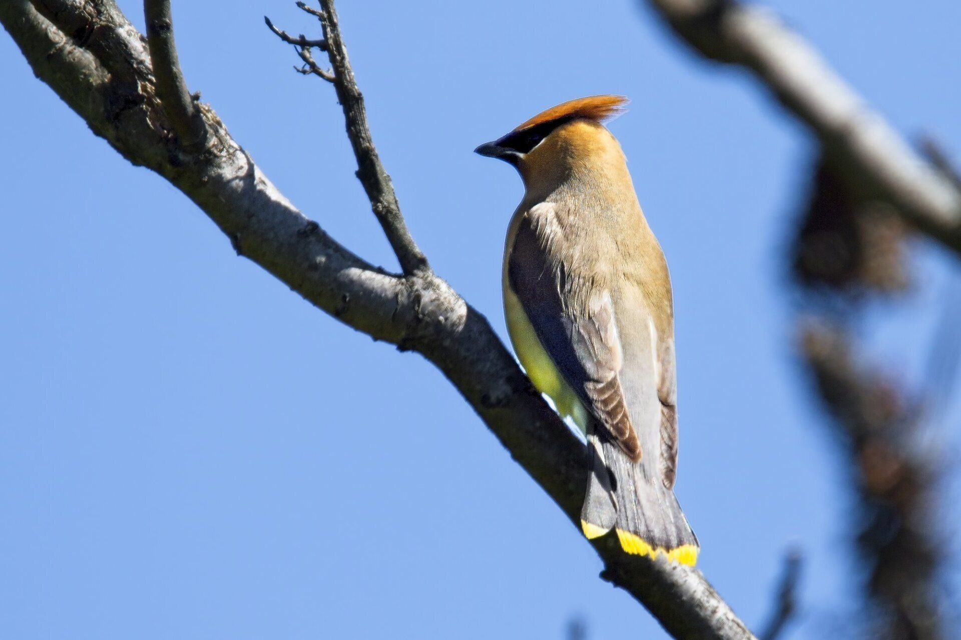 Un oiseau perché sur une branche d'arbre avec un ciel bleu en arrière-plan