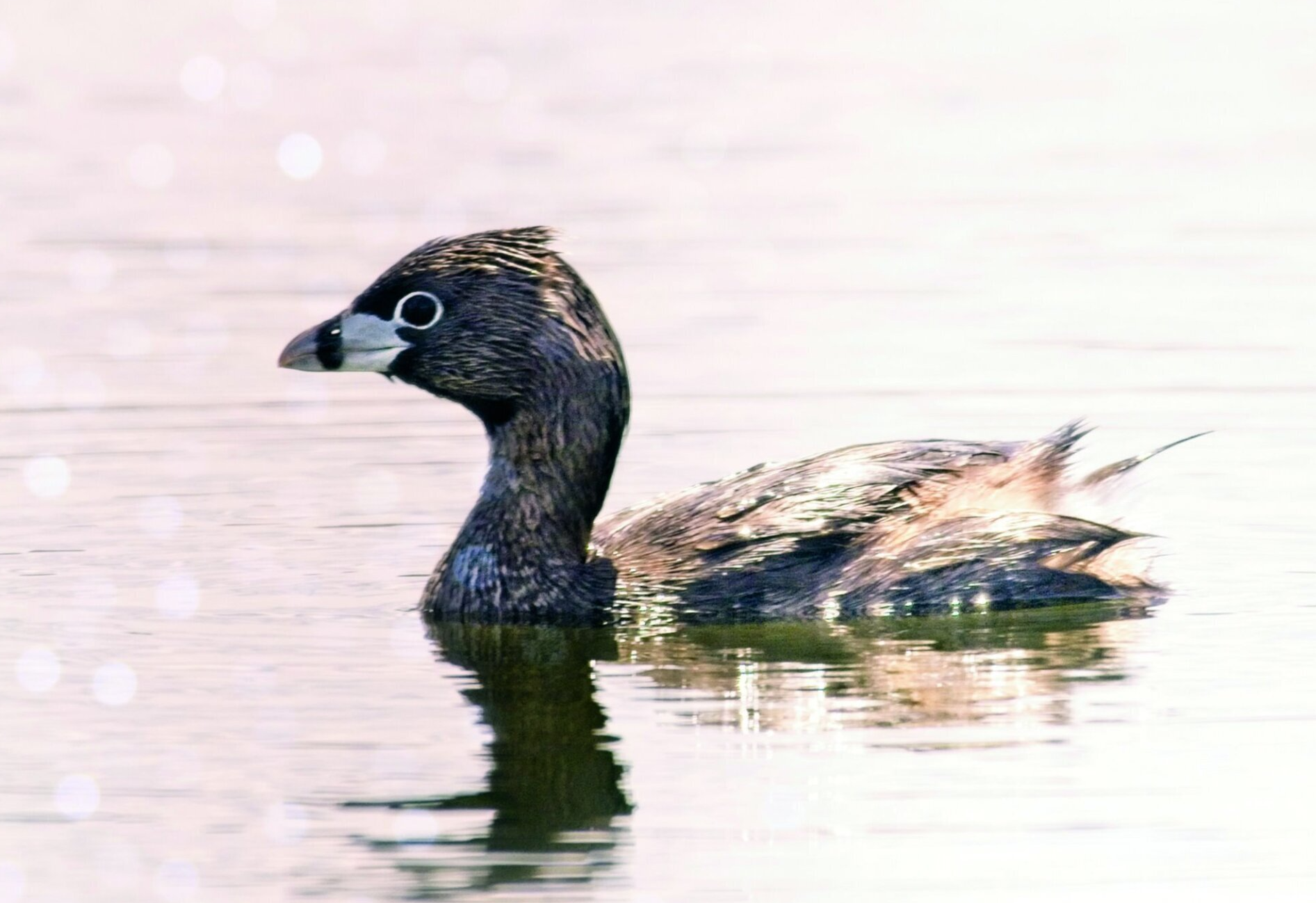Un canard noir nage dans l'eau.