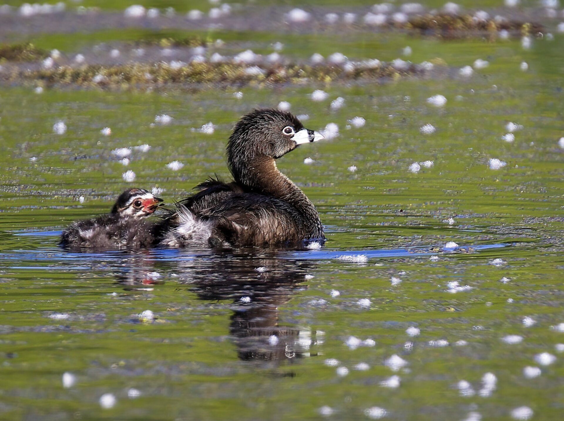 Un canard et un caneton nagent dans un étang.
