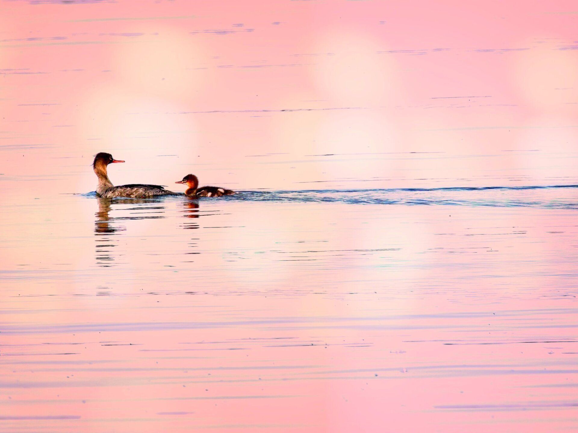 Deux canards nagent dans l'eau au coucher du soleil.
