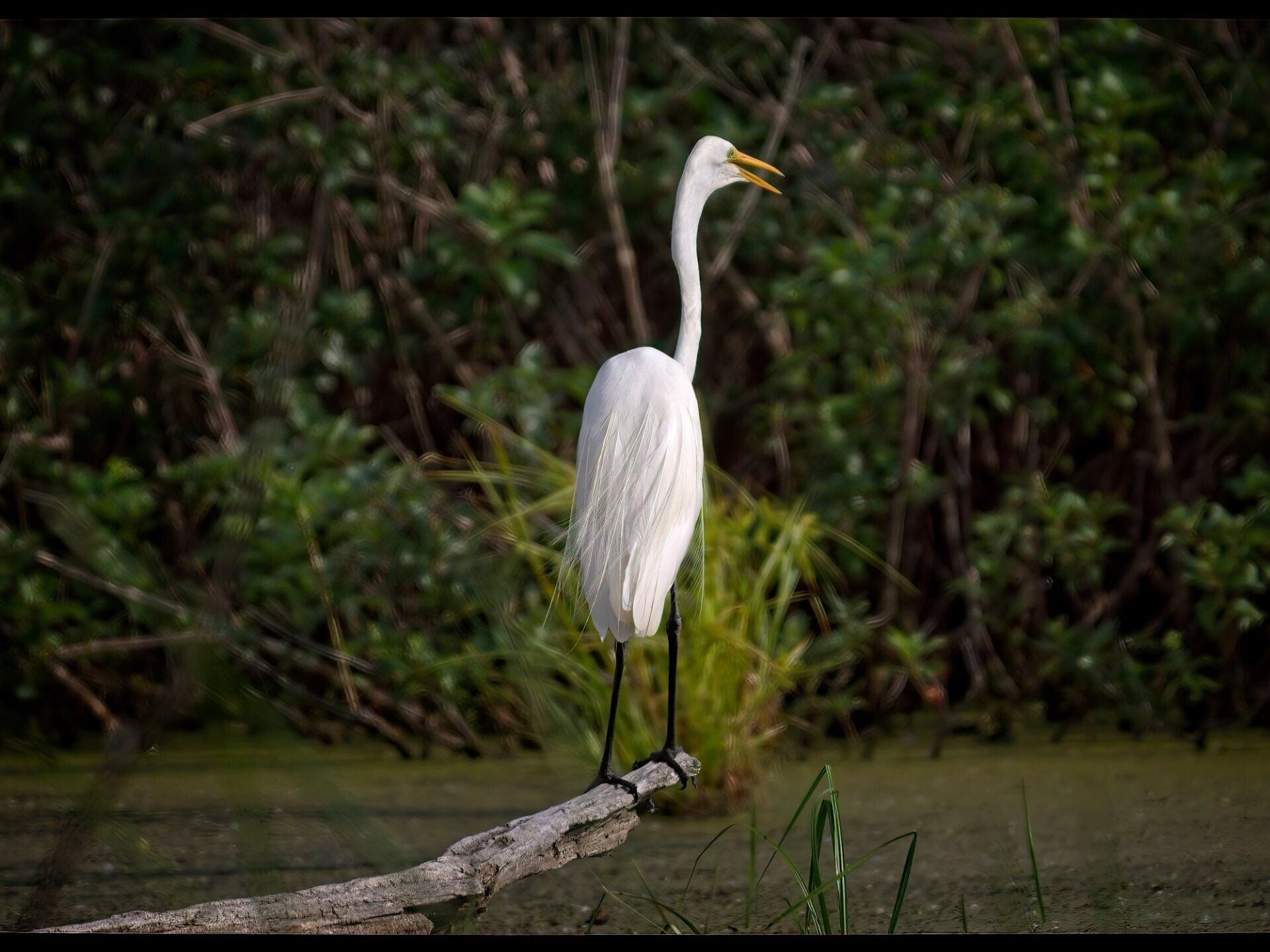 Une aigrette blanche debout sur une branche dans un marais.