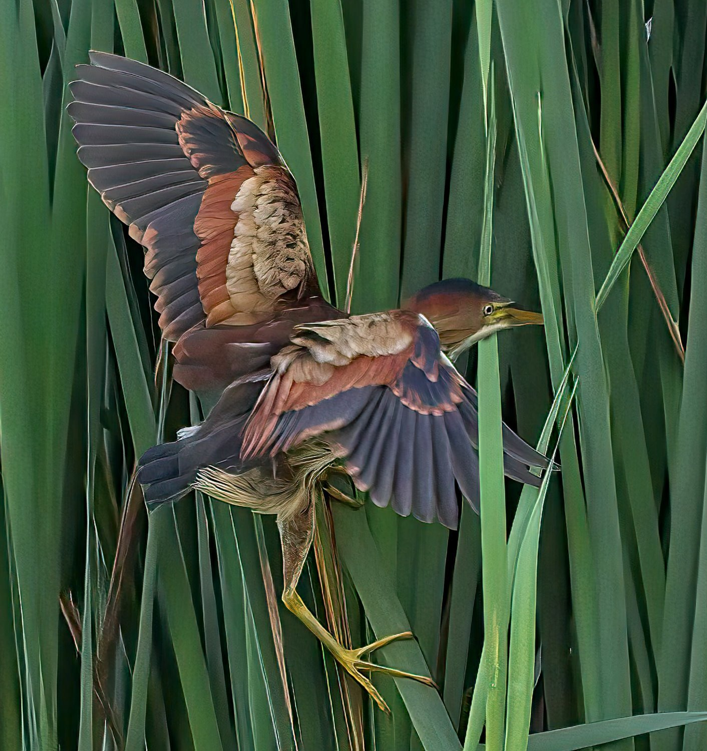 Un oiseau se tient dans les hautes herbes avec ses ailes déployées