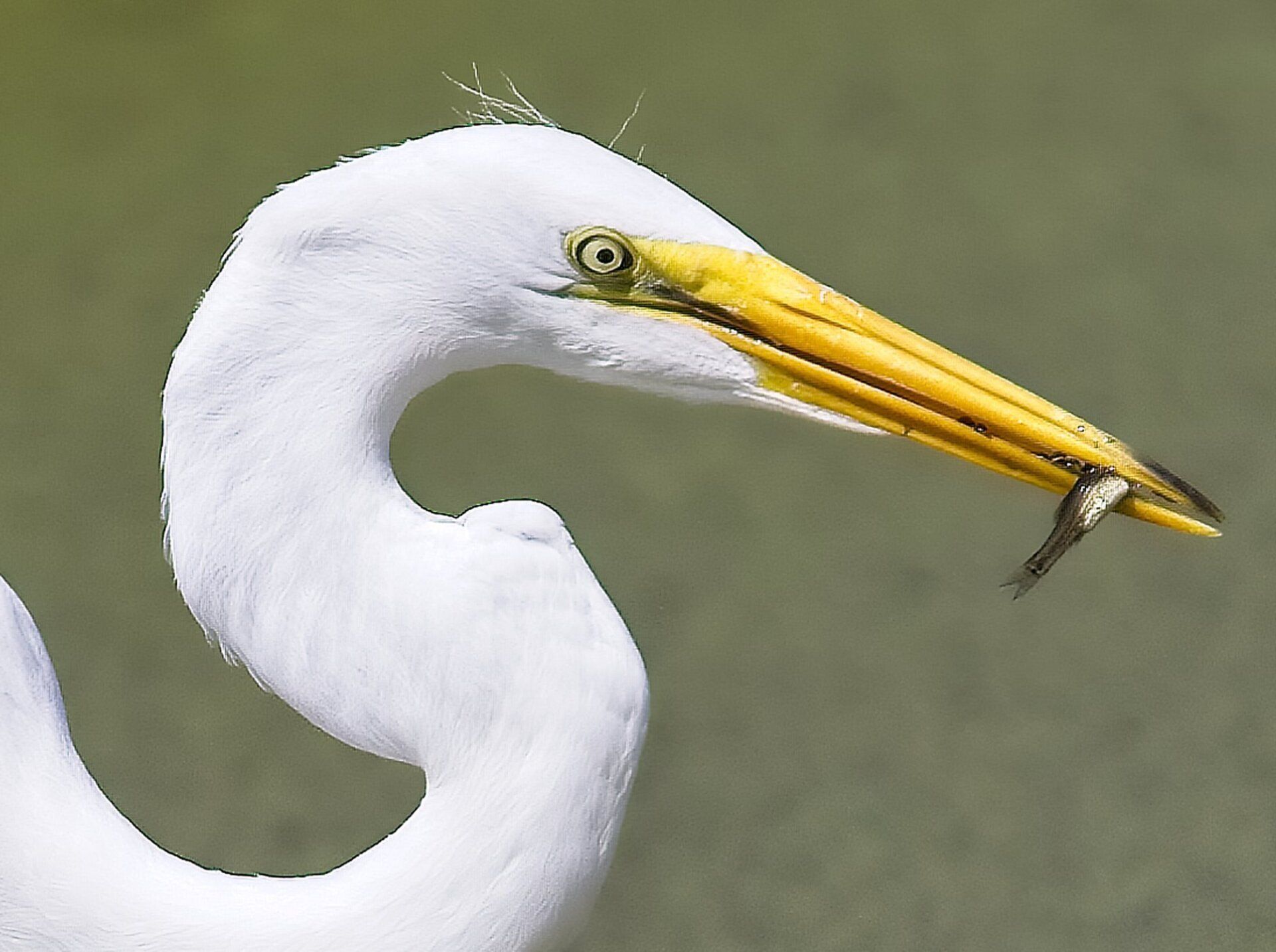Un oiseau blanc au bec jaune tient un poisson dans son bec