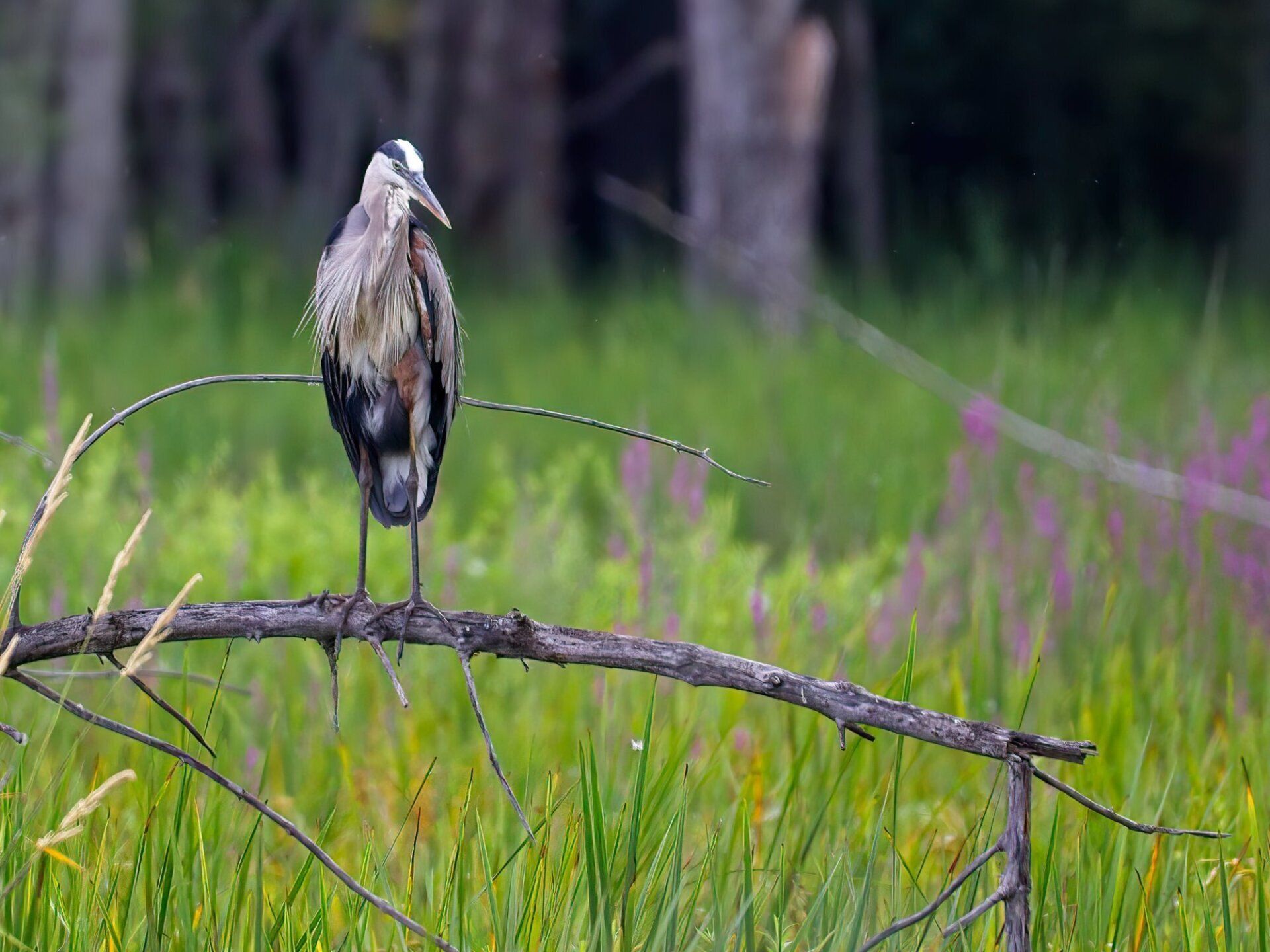 Un oiseau est perché sur une branche dans un champ.