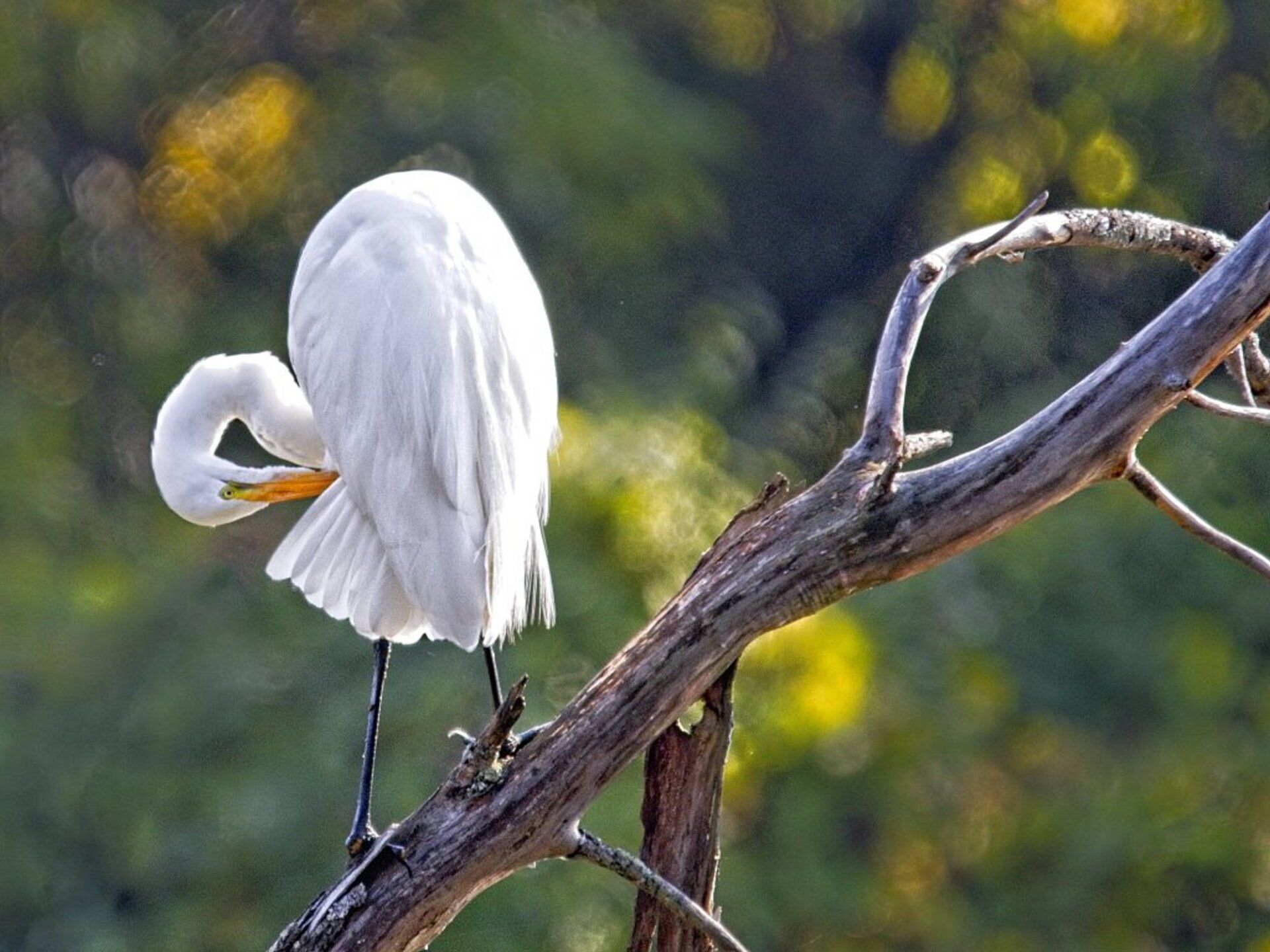 Un oiseau blanc est perché sur une branche d'arbre