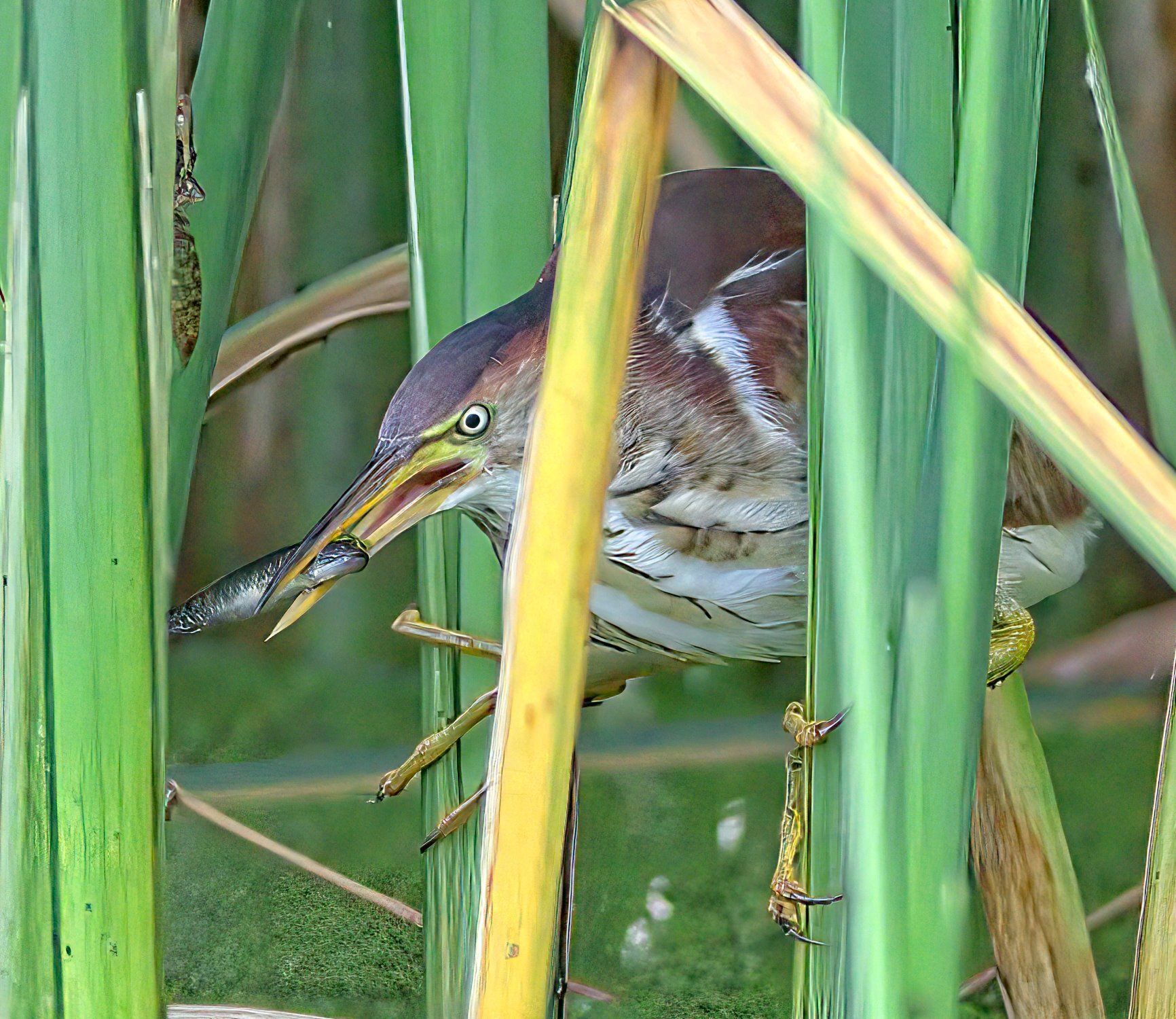 Un oiseau avec un poisson dans son bec est assis dans les hautes herbes