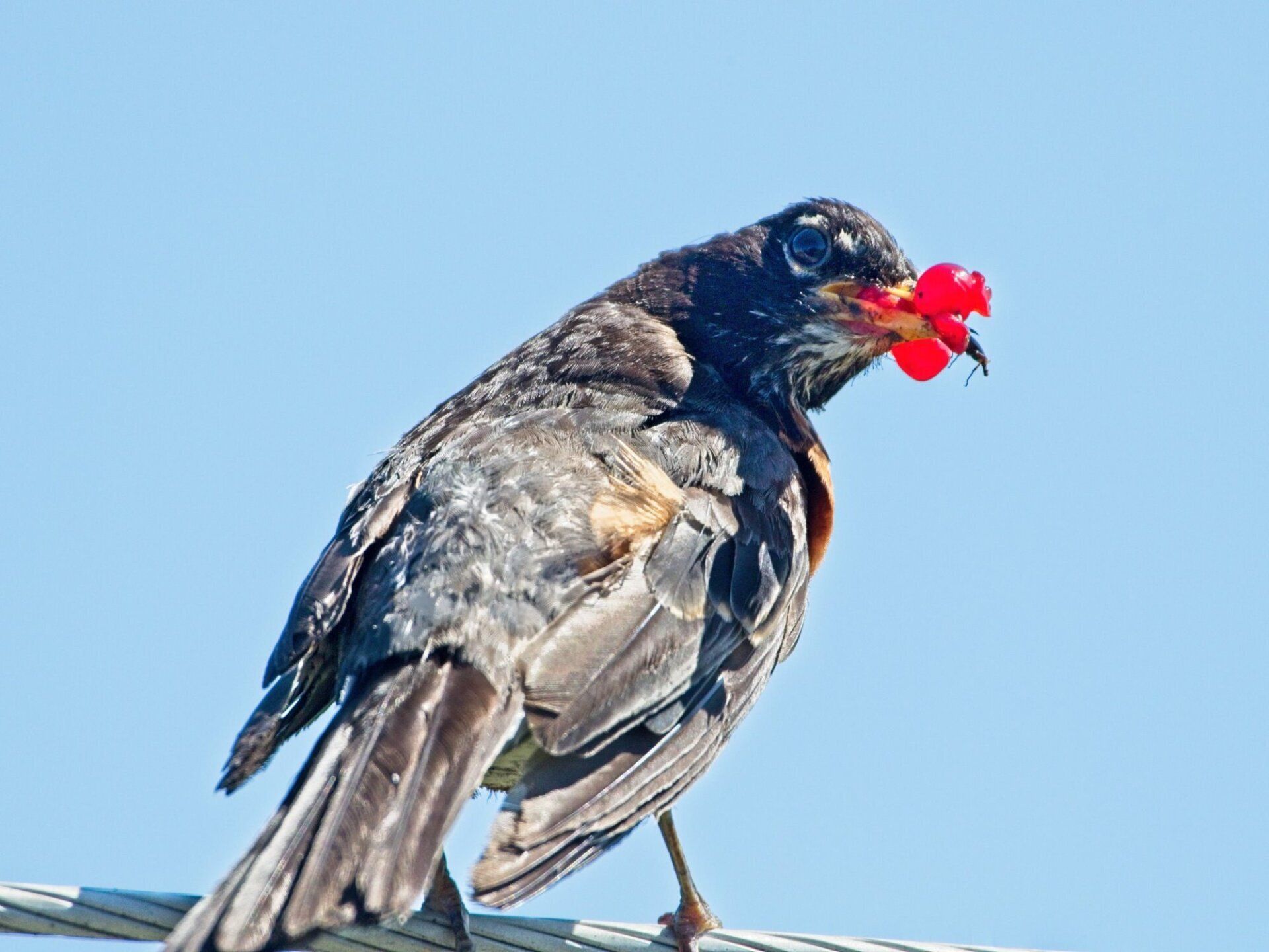 Un oiseau perché sur un fil avec une fleur rouge dans son bec