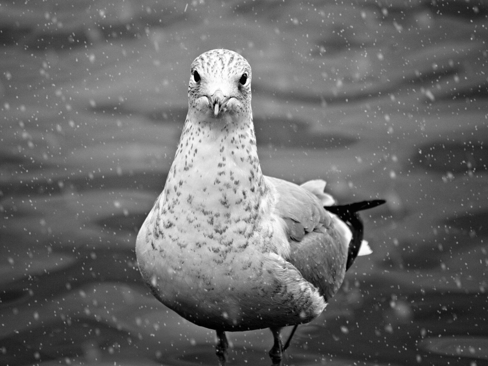 Une photo en noir et blanc d'une mouette debout dans l'eau.