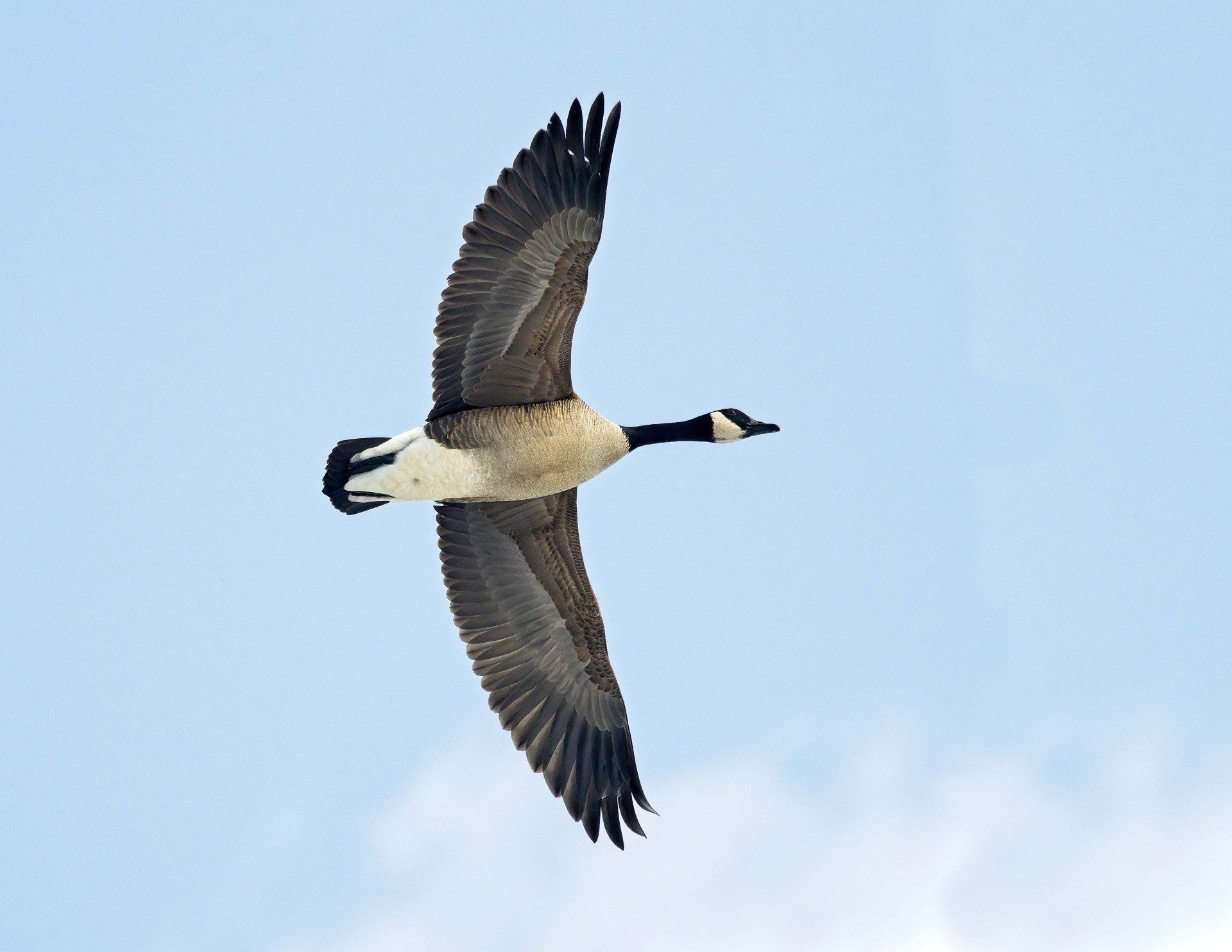 Une oie vole dans un ciel bleu avec ses ailes déployées