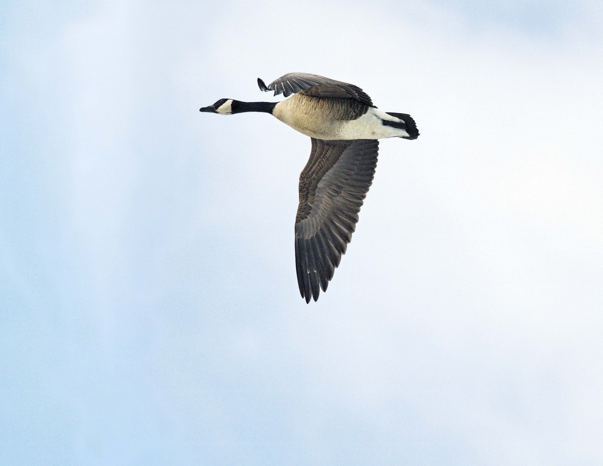 Une oie vole dans un ciel bleu nuageux