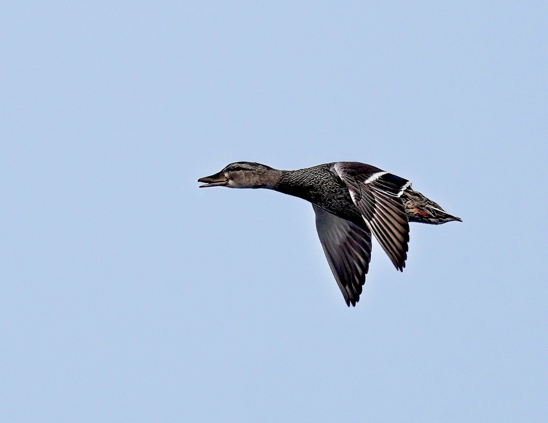 Un canard vole dans un ciel bleu clair.