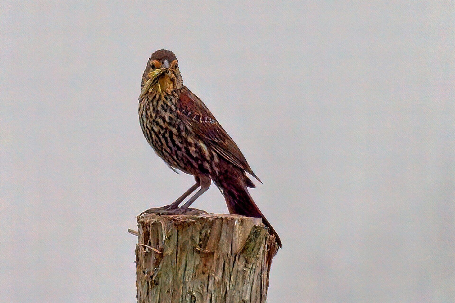 Un petit oiseau perché au sommet d'un poteau en bois