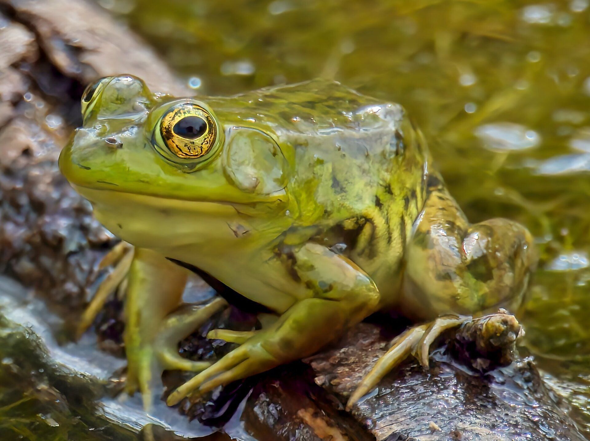 Une grenouille verte est assise sur une bûche dans l'eau.