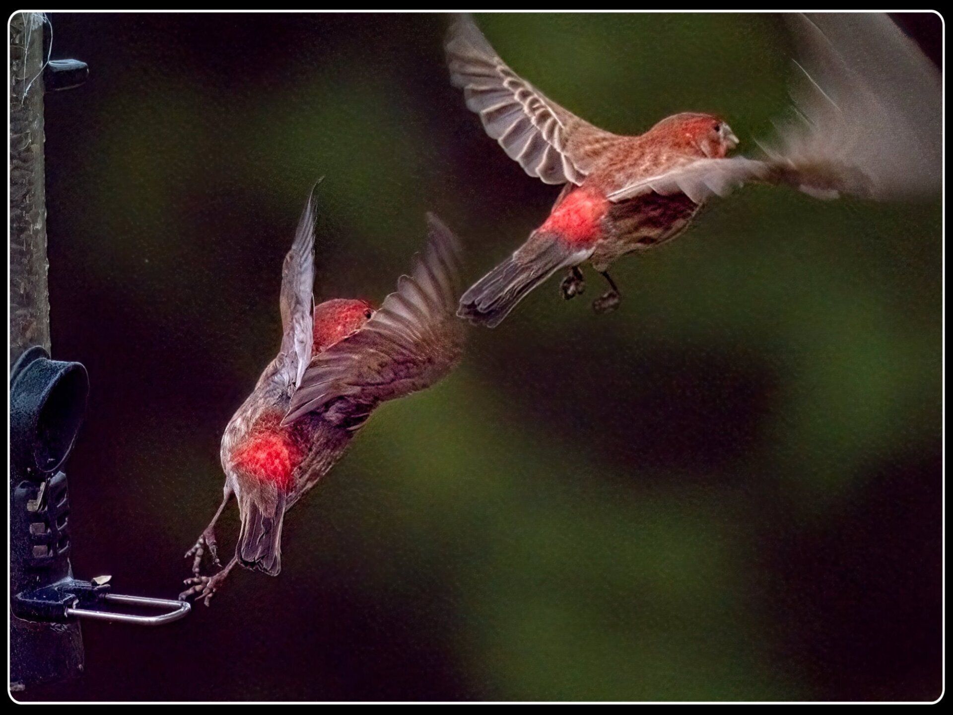 Deux oiseaux volent l'un vers l'autre et l'un d'eux a la tête rouge