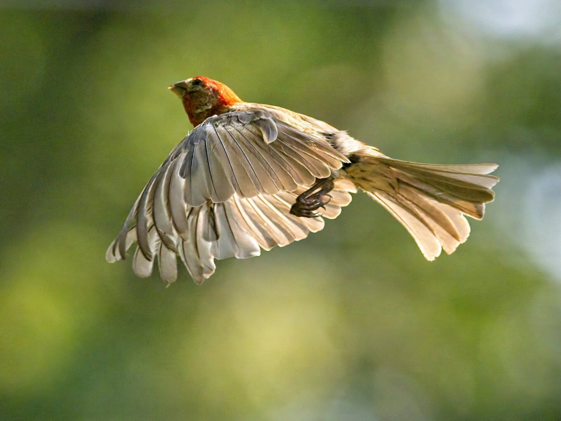 Un petit oiseau vole dans les airs avec ses ailes déployées.