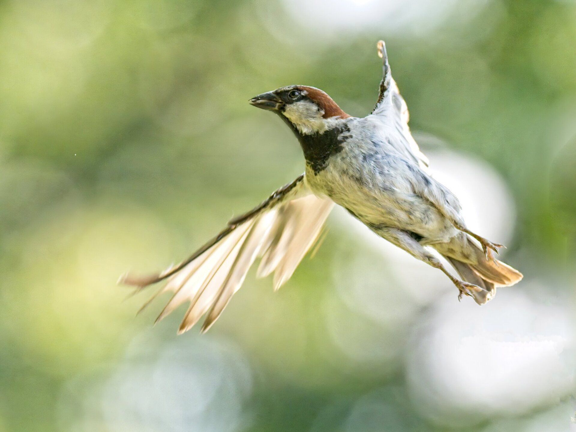 Un petit oiseau vole dans les airs avec ses ailes déployées.