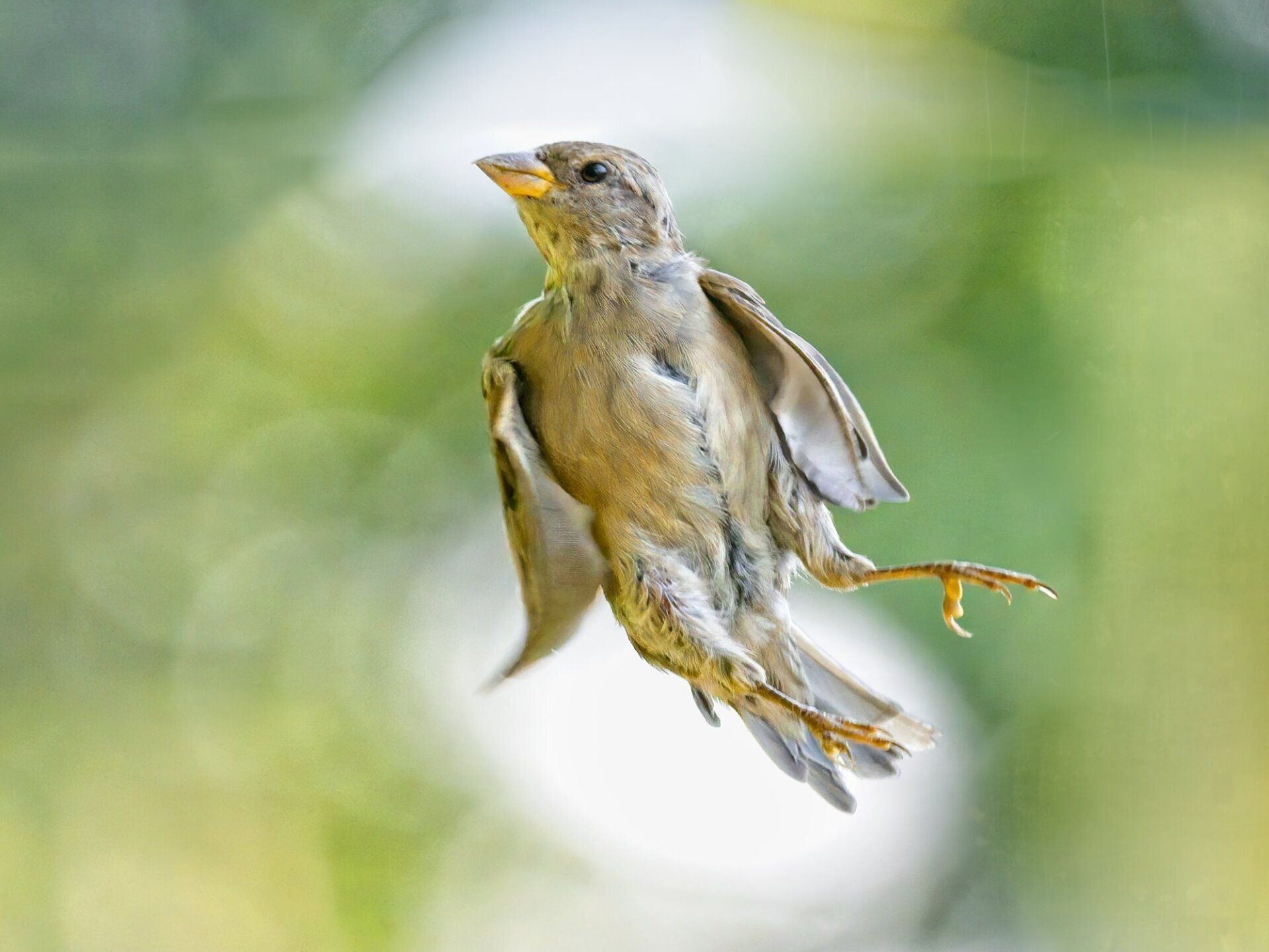 Un petit oiseau vole dans les airs avec ses ailes déployées